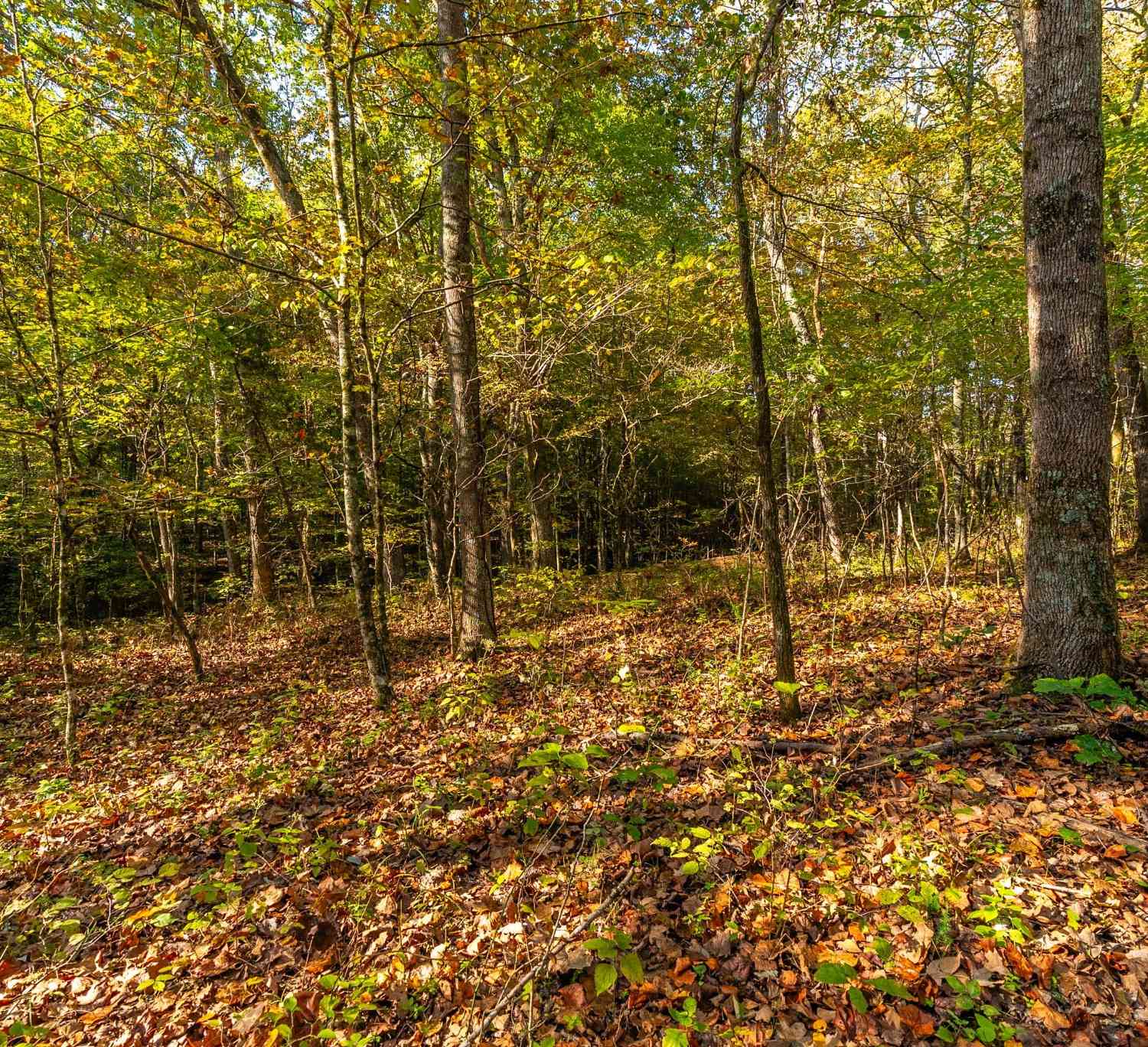 Crow Cut Rd, Fairview, Tennessee image 8