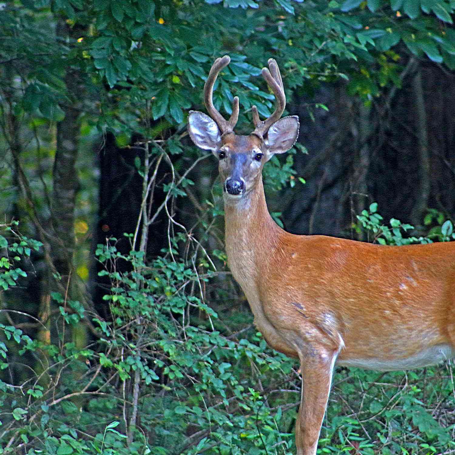 Bell Hollow Rd, Vanleer, Tennessee image 6