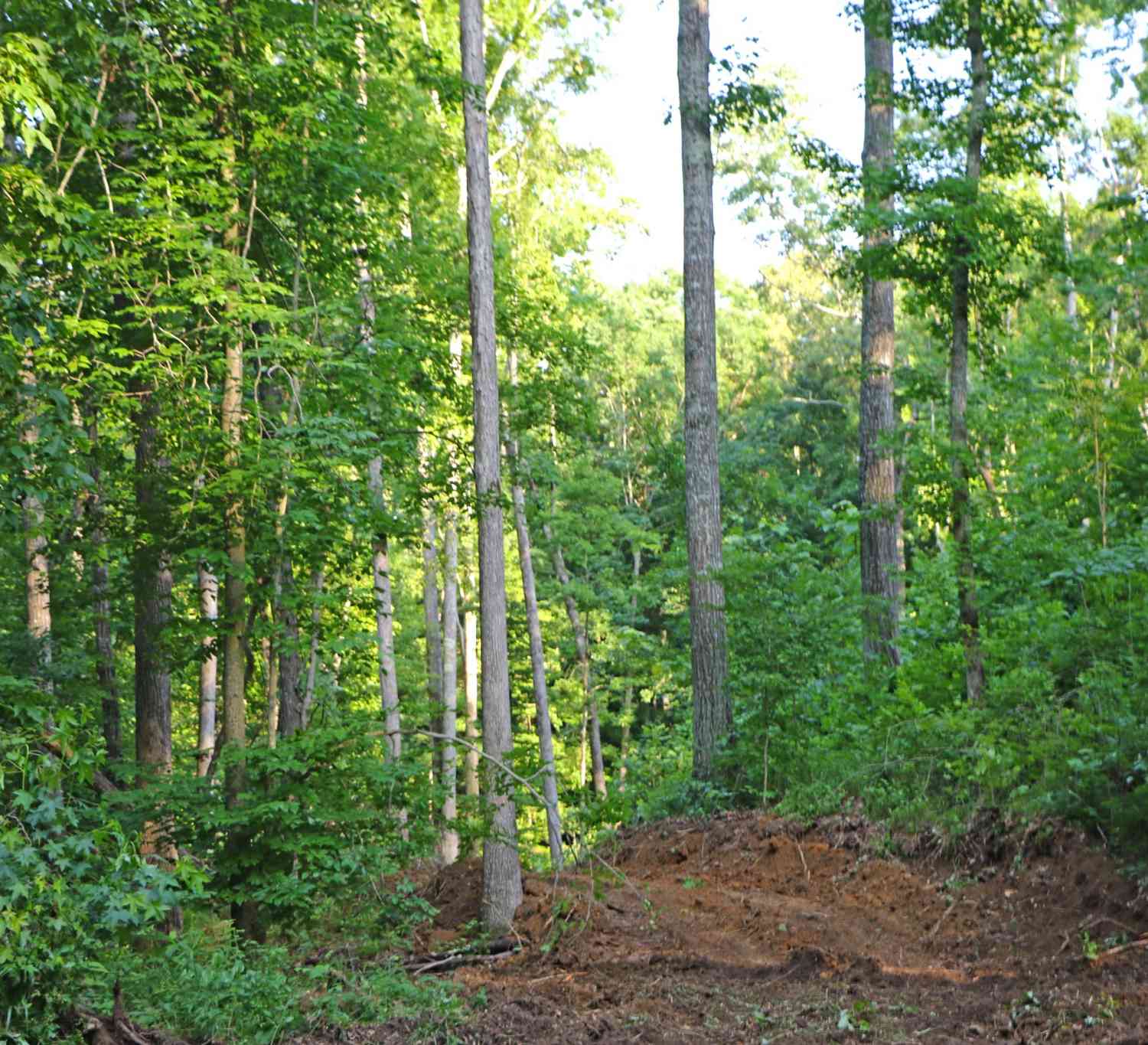 Bell Hollow Rd, Vanleer, Tennessee image 47