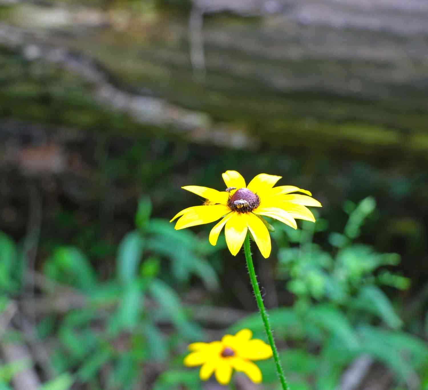 Bell Hollow Rd, Vanleer, Tennessee image 34