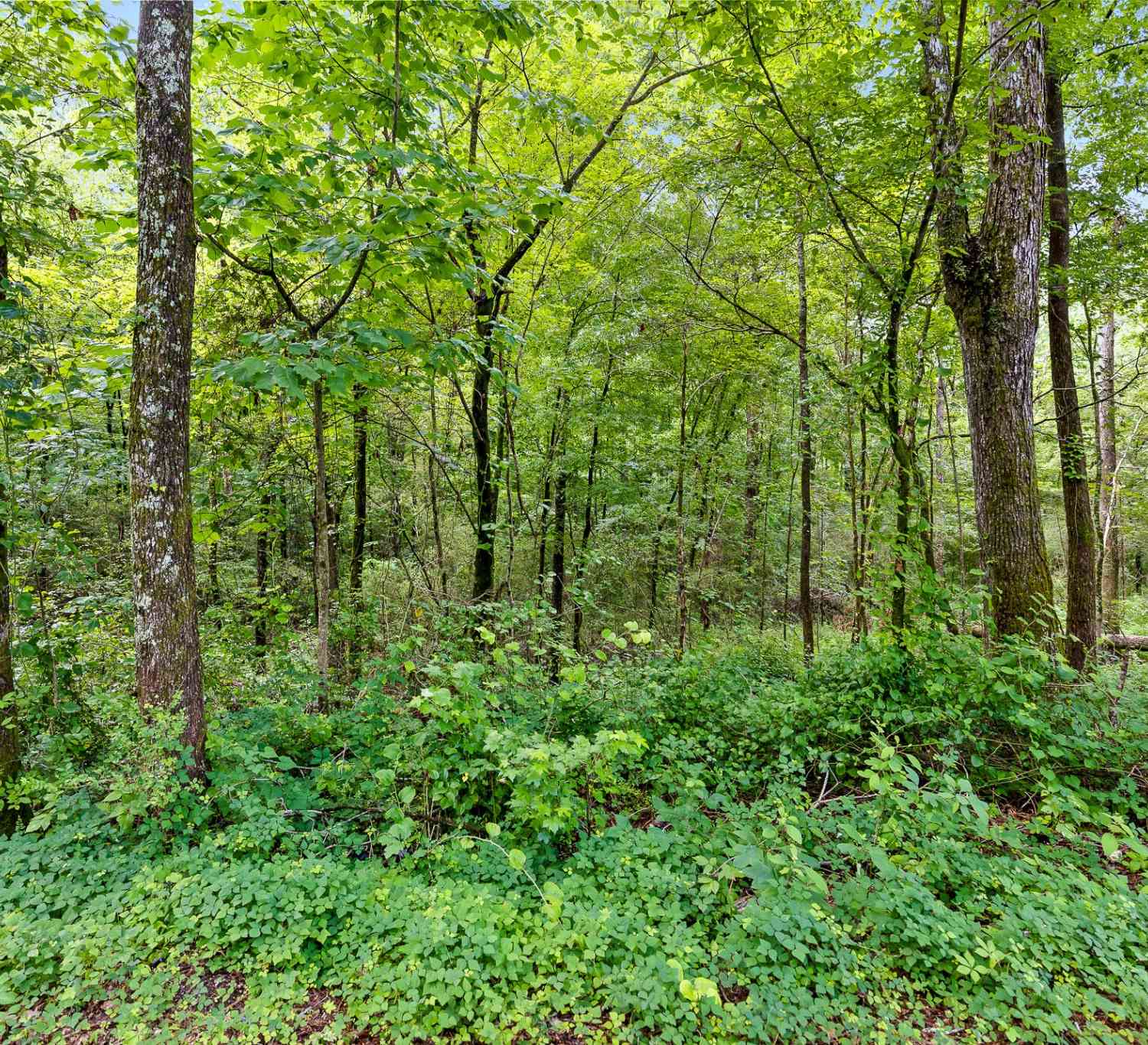 N Highway 27, La Fayette, Georgia image 3