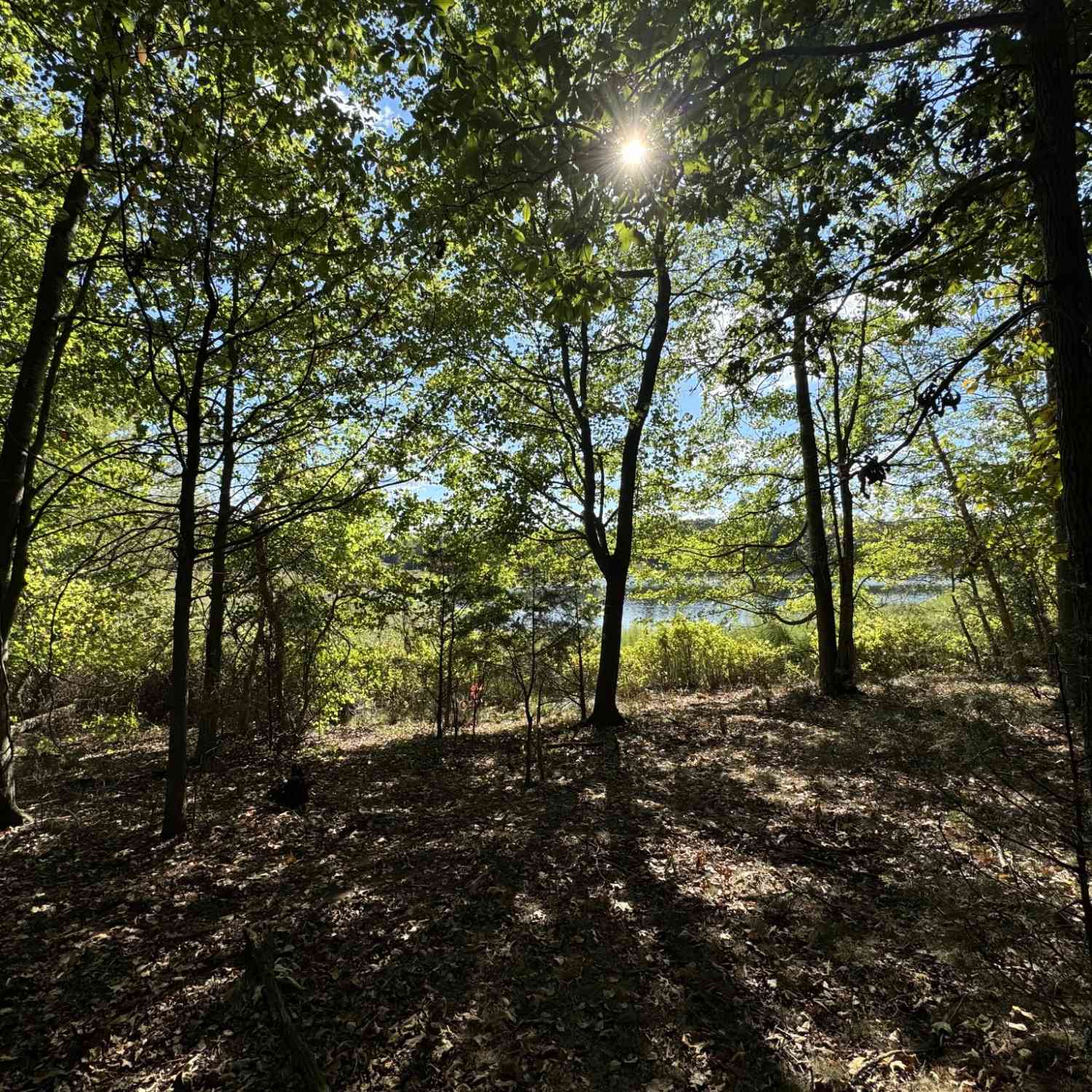 Starlight Rd Off Of Rd, McMinnville, Tennessee image 8