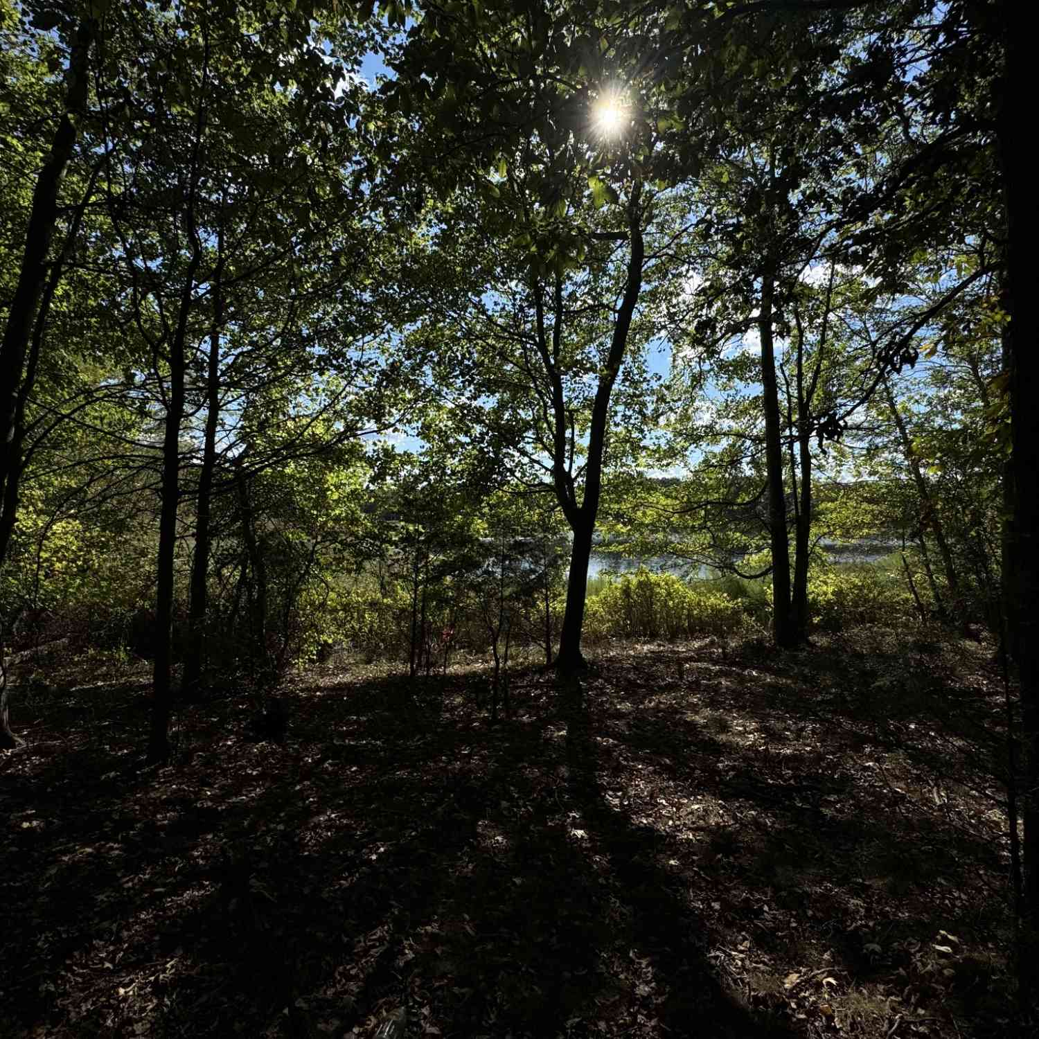 Starlight Rd Off Of Rd, McMinnville, Tennessee image 10