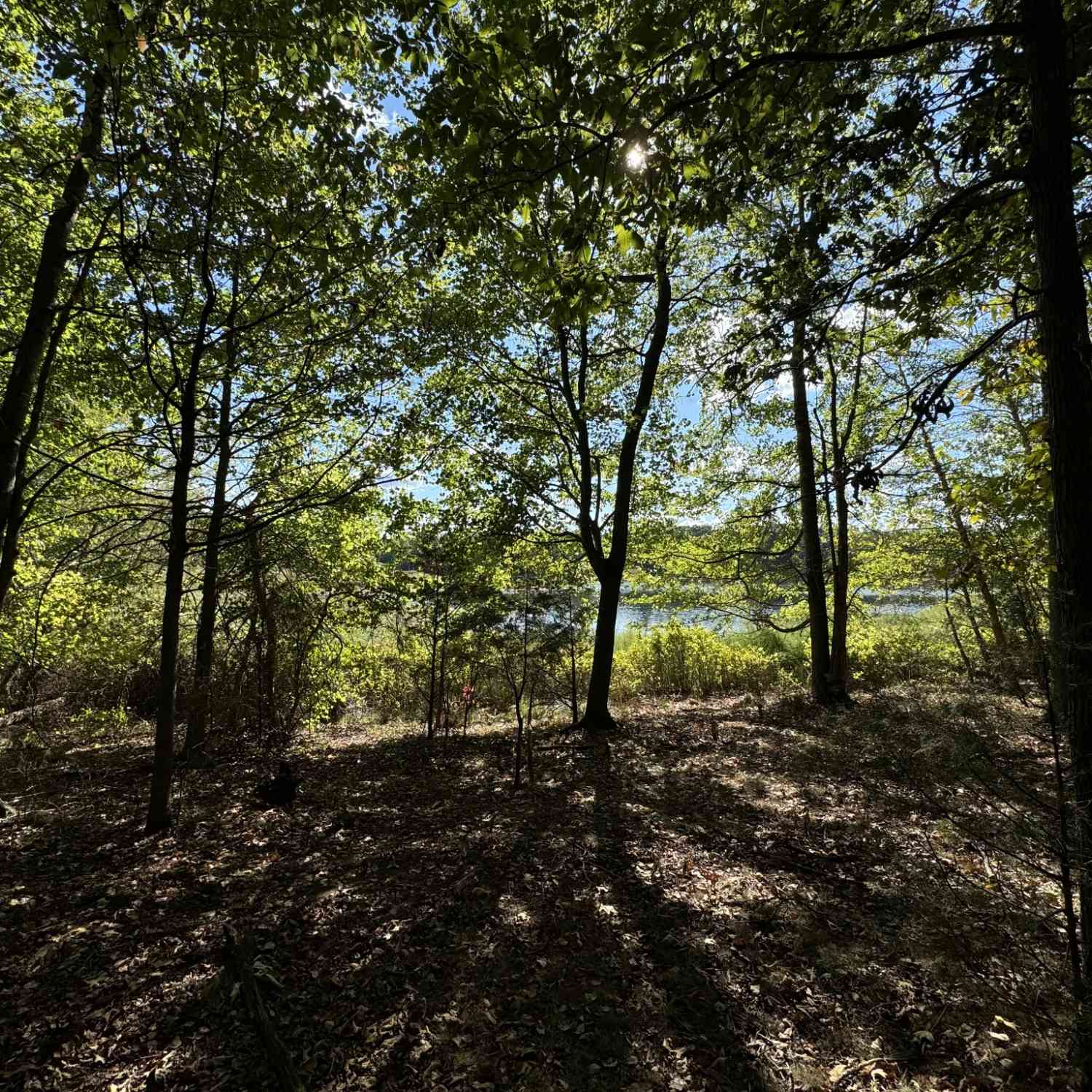 Starlight Rd Off Of Rd, McMinnville, Tennessee image 9