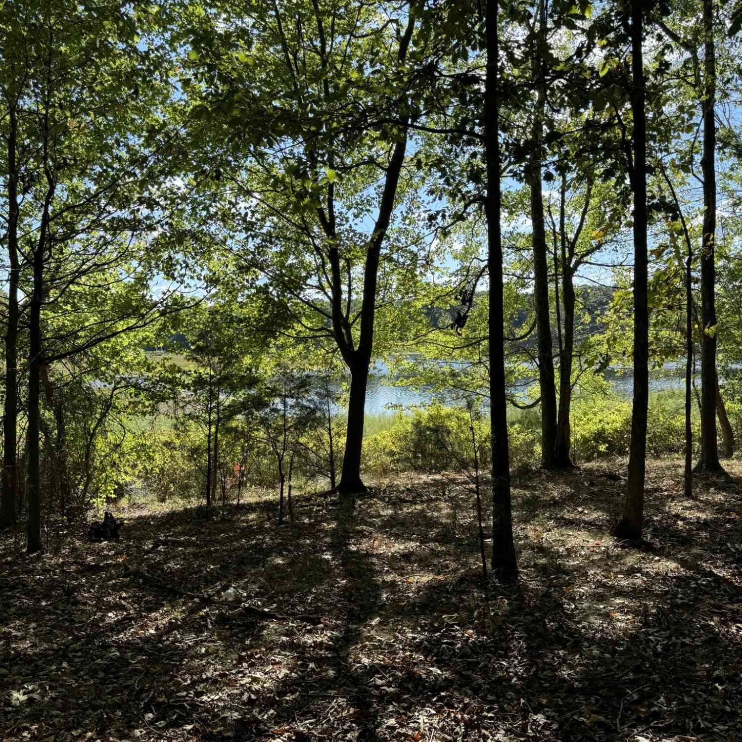 Starlight Rd Off Of Rd, McMinnville, Tennessee image 7