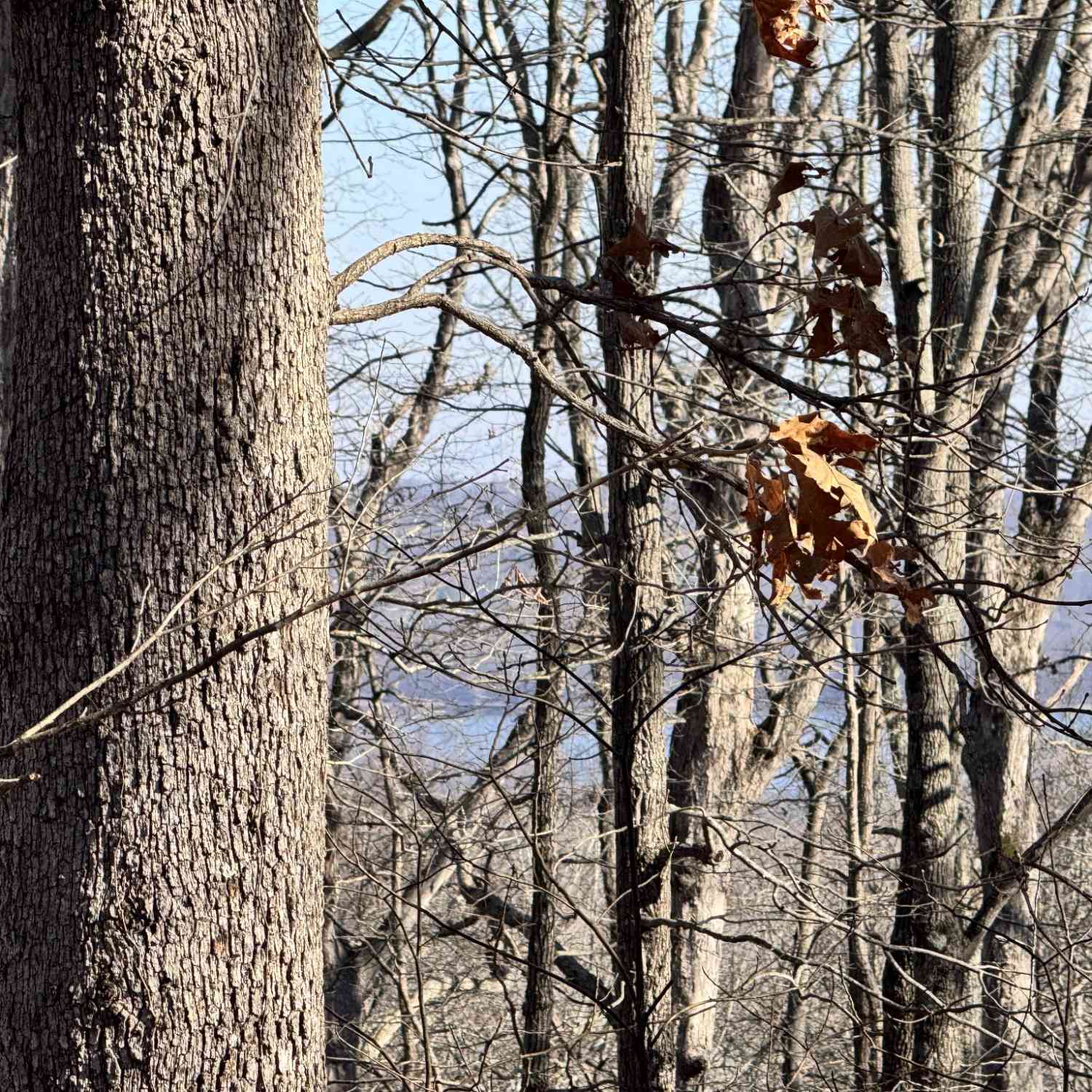 Sandys Camp Rd, Big Sandy, Tennessee image 7