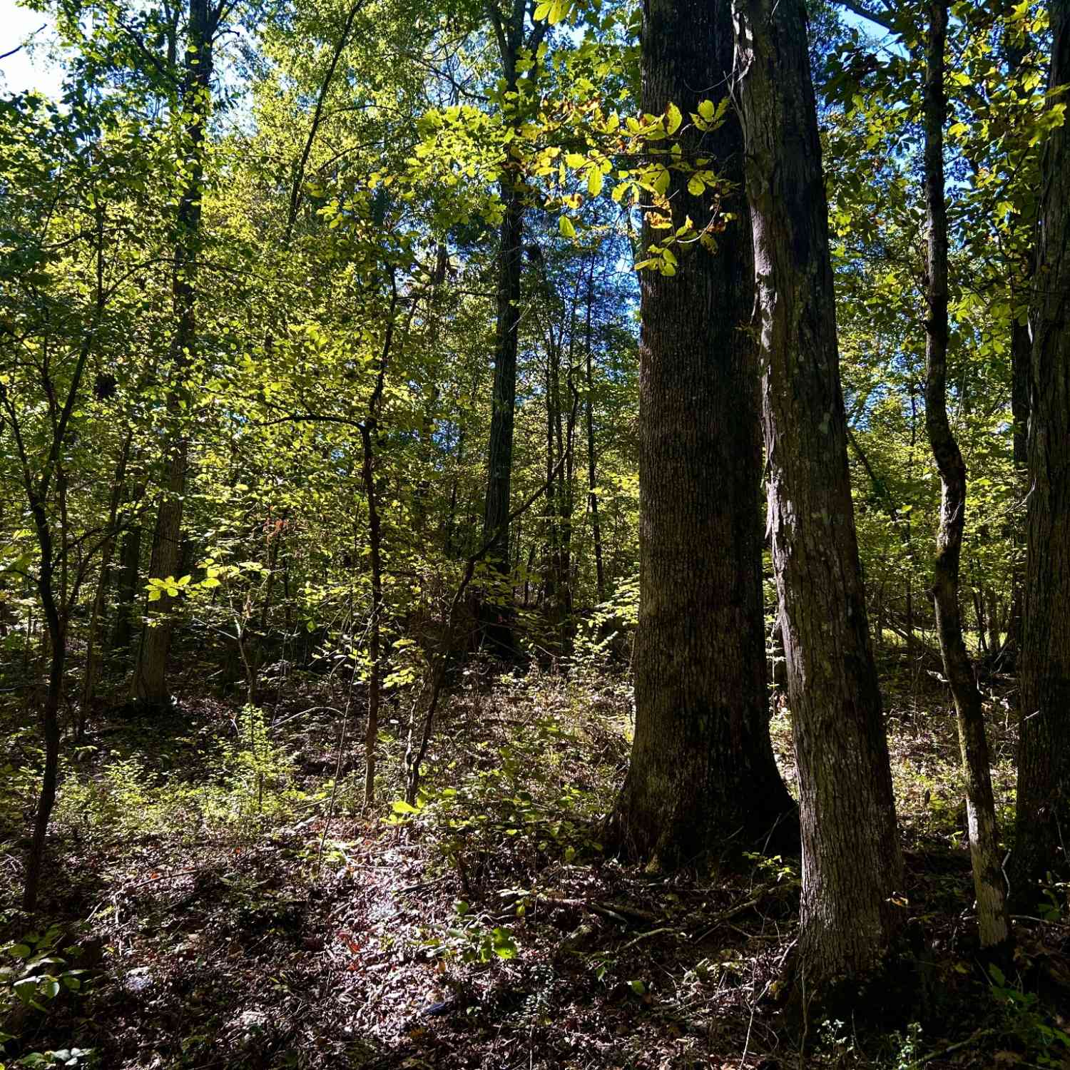 Oak Lane, Columbia, Tennessee image 9