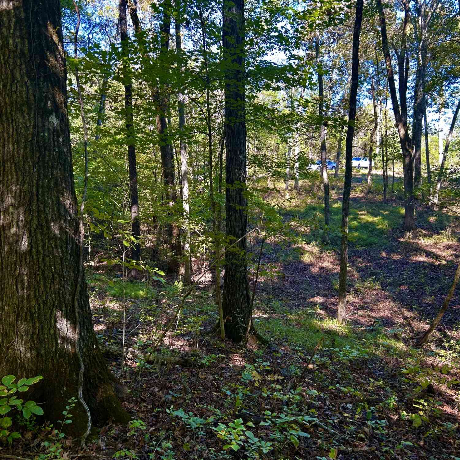 Oak Lane, Columbia, Tennessee image 8