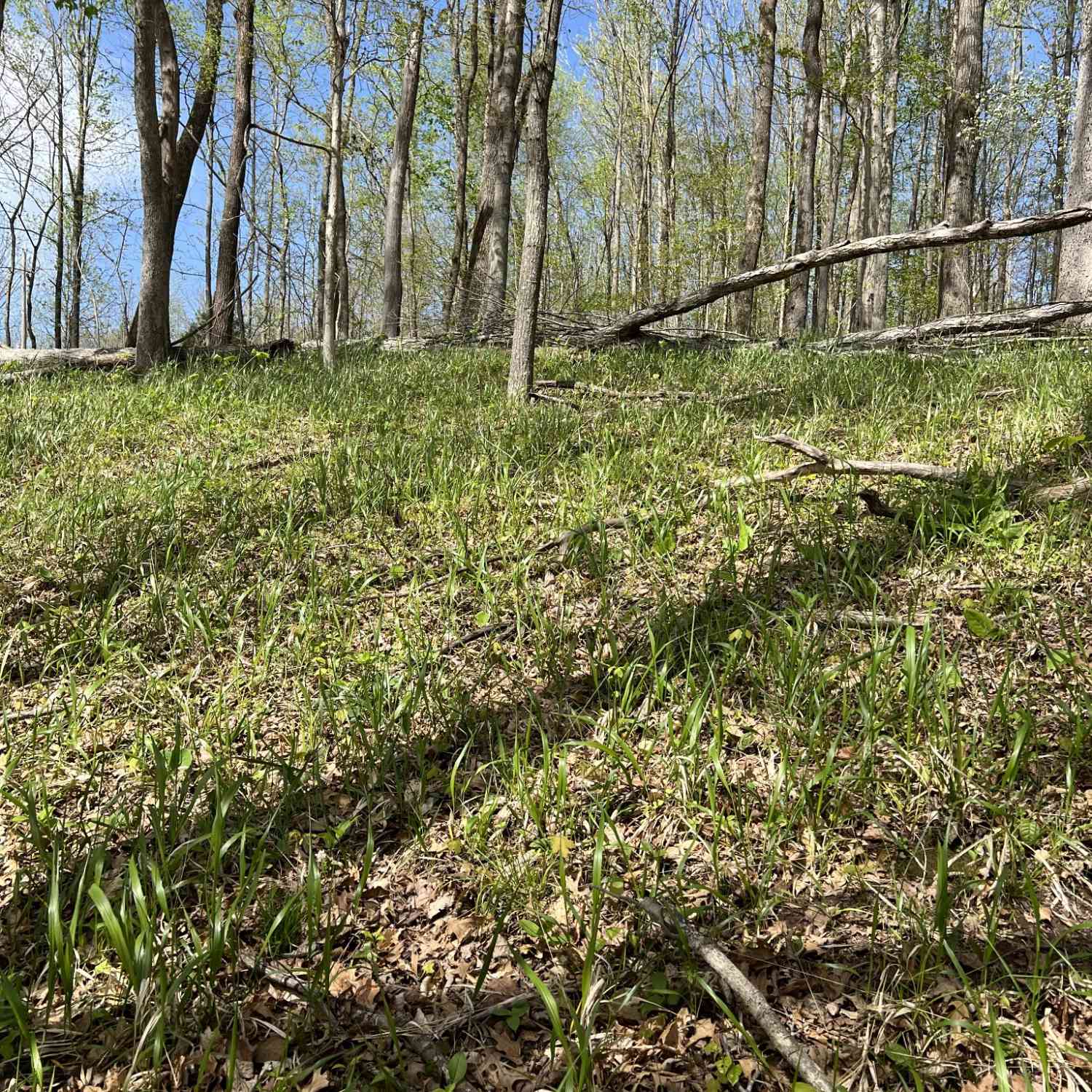 0A Patricia Circle, Indian Mound, Tennessee image 9