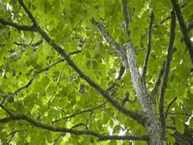 Slider Thumb
