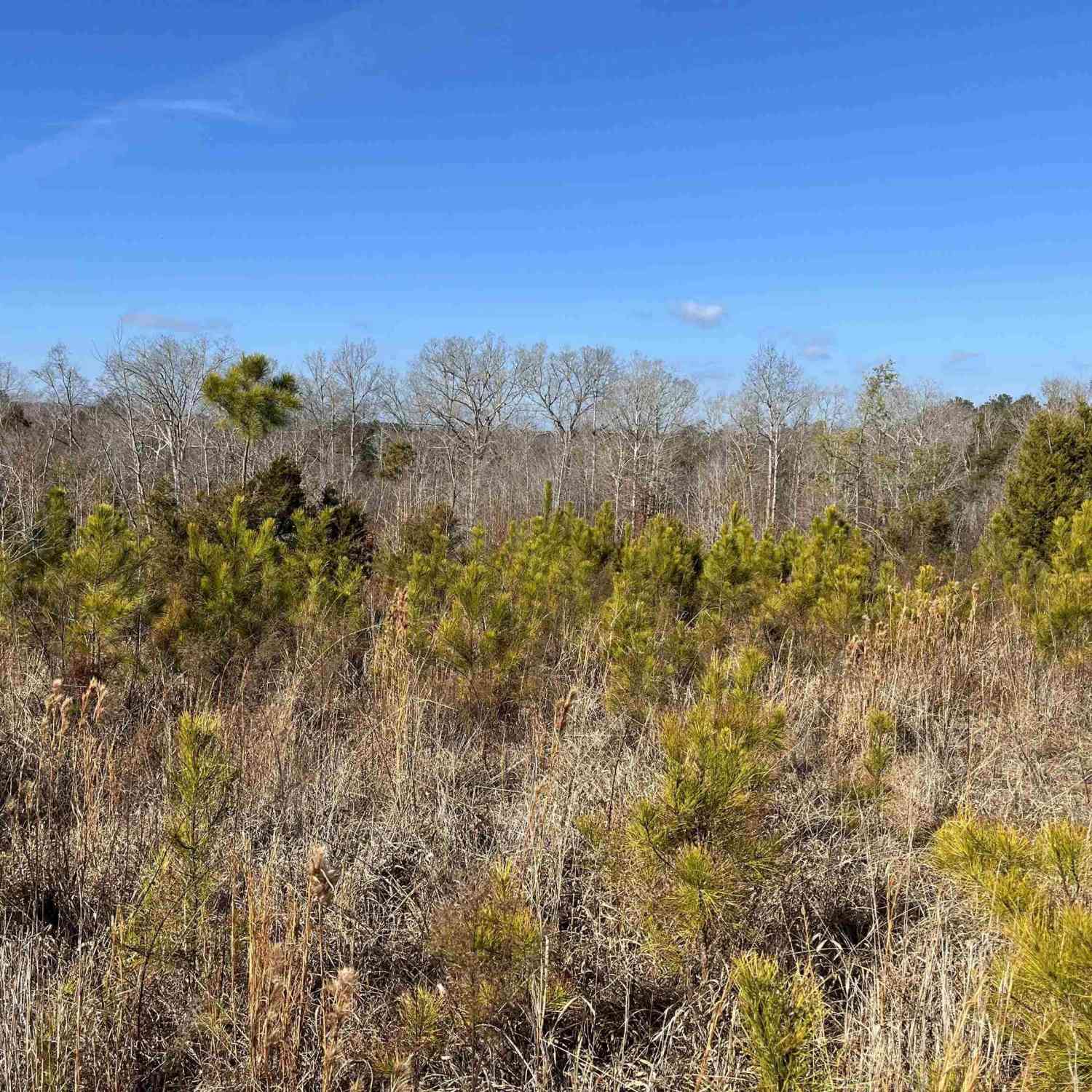 Vacant Land For Sale - 242 Chappell Road<br/> Winnsboro, SC 29180