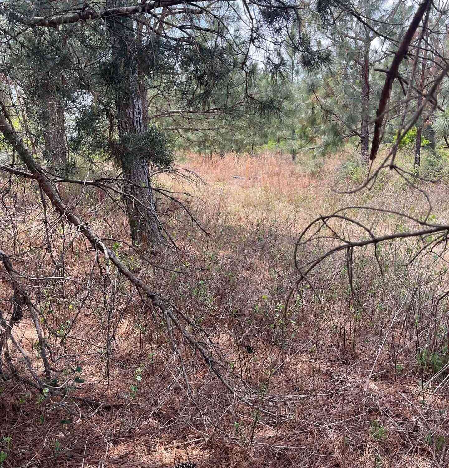 Vacant Land For Sale - BDF 7 Beaverdam Road<br/> Cassatt, SC 29032