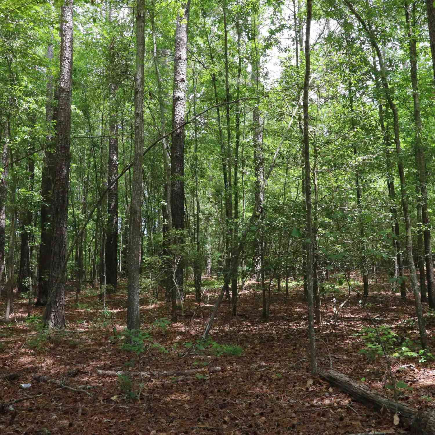 Vacant Land For Sale - 1091 Pine Grove Road<br/> Leesville, SC 29070