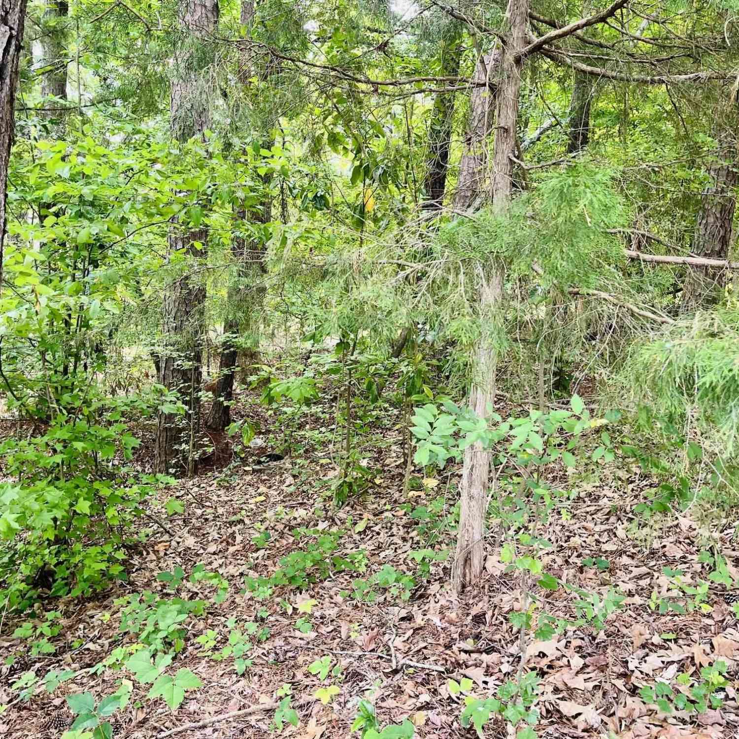 Vacant Land For Sale - TBD Aiken Street<br/> Leesville, SC 29060