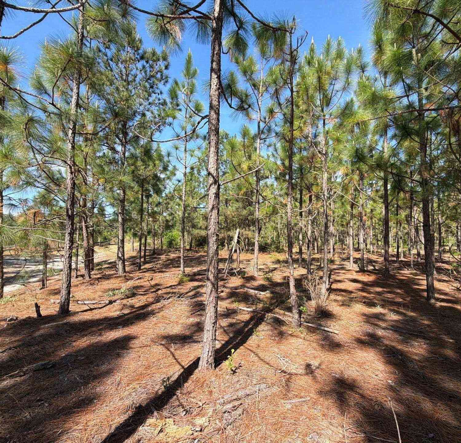 Vacant Land For Sale - HRF 4 Holstein Road<br/> Wagener, SC 29164