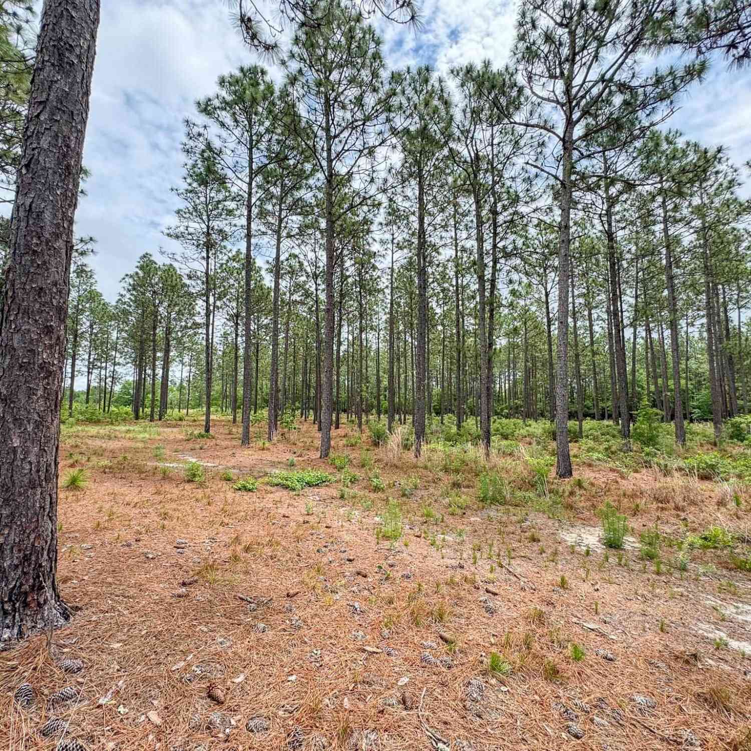 Vacant Land For Sale - Neely Wingard Road #LOT 2<br/> Gilbert, SC 29054