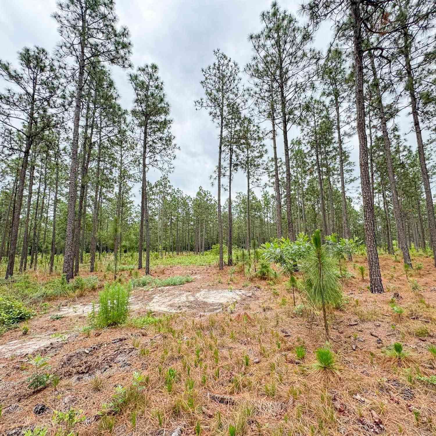 Vacant Land For Sale - Neely Wingard Road #LOT 3<br/> Gilbert, SC 29054