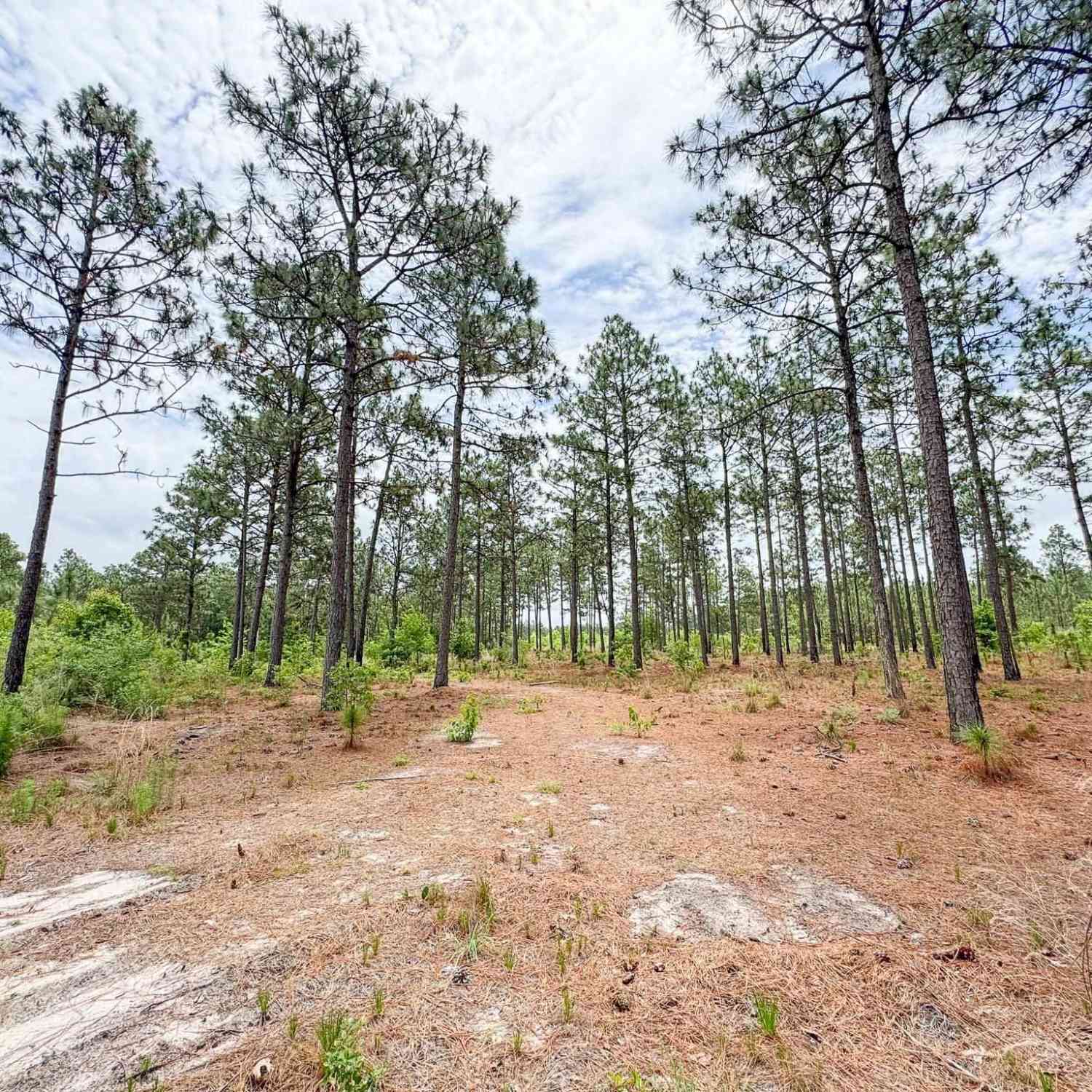 Vacant Land For Sale - Neely Wingard Road #LOT 4<br/> Gilbert, SC 29054