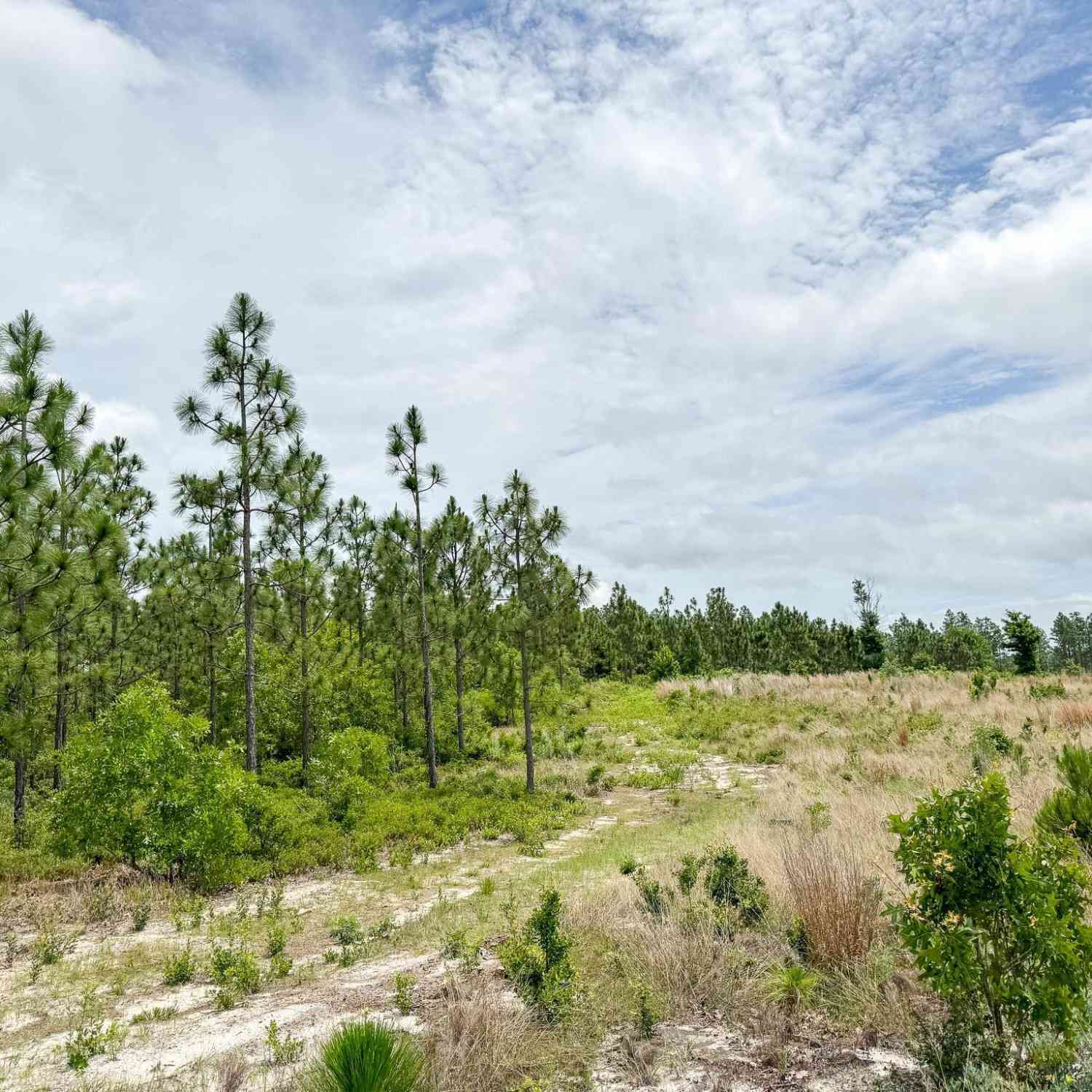 Vacant Land For Sale - Neely Wingard Road #LOT 8<br/> Gilbert, SC 29054