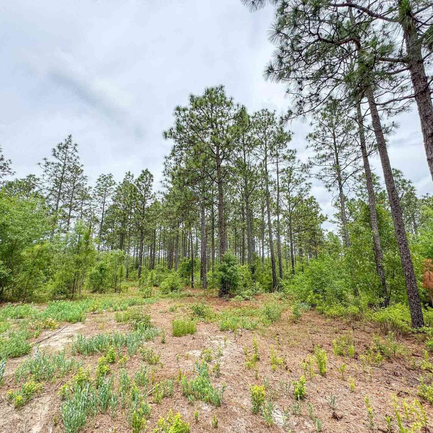 Vacant Land For Sale - Neely Wingard Road #LOT 9<br/> Gilbert, SC 29054