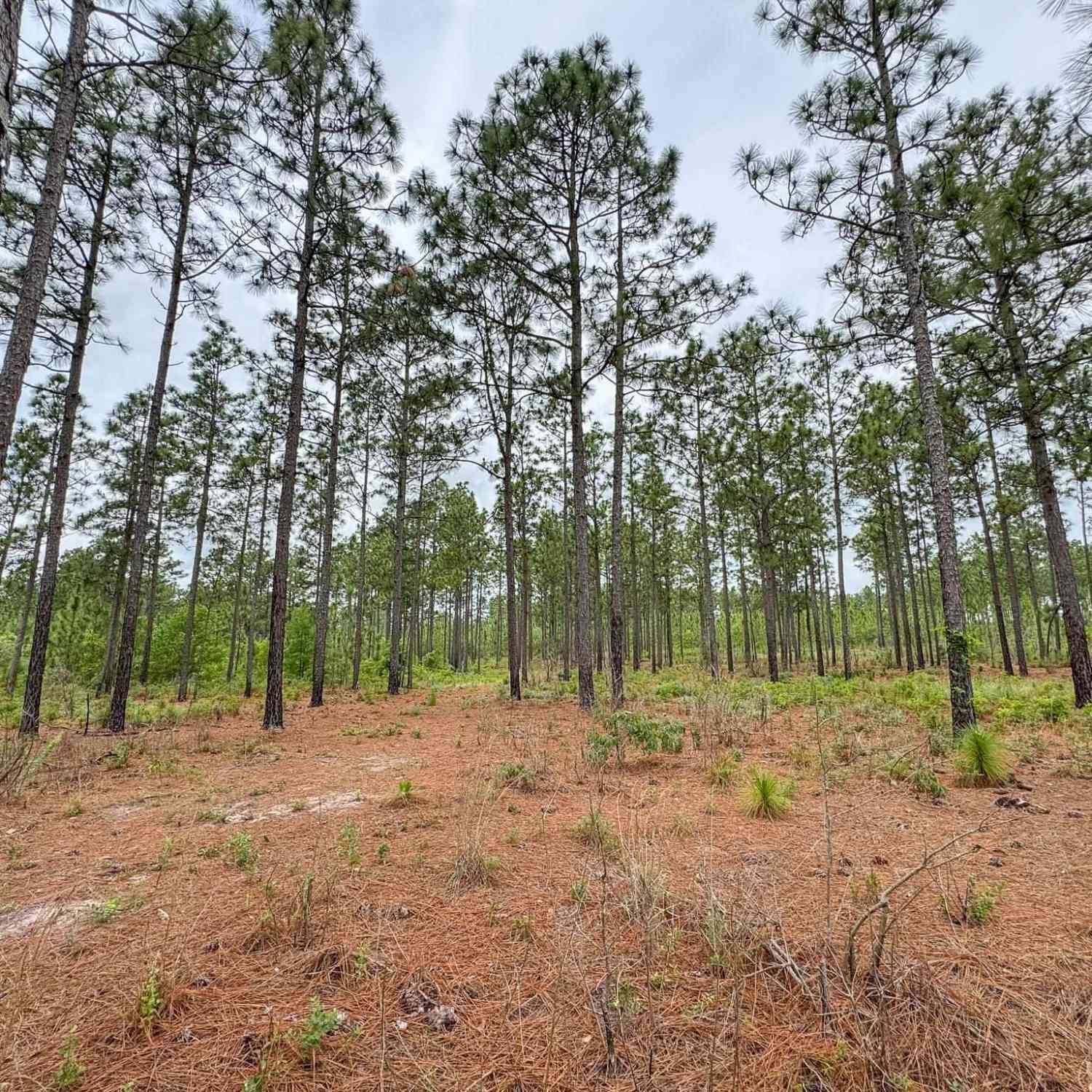 Vacant Land For Sale - Neely Wingard Road #LOT 10<br/> Lexington County, Gilbert, SC 29054