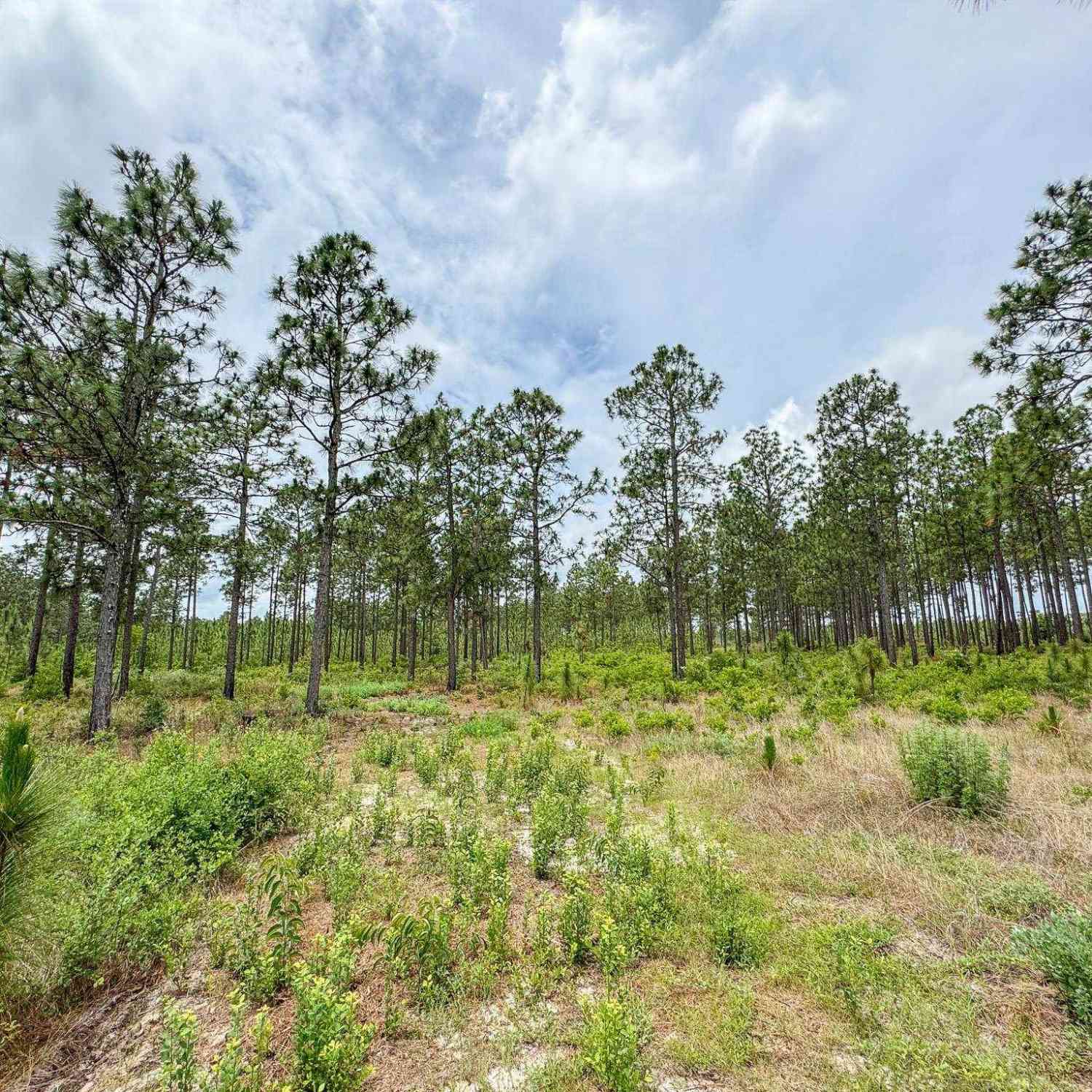 Vacant Land For Sale - Neely Wingard Road #LOT 11<br/> Lexington County, Gilbert, SC 29054
