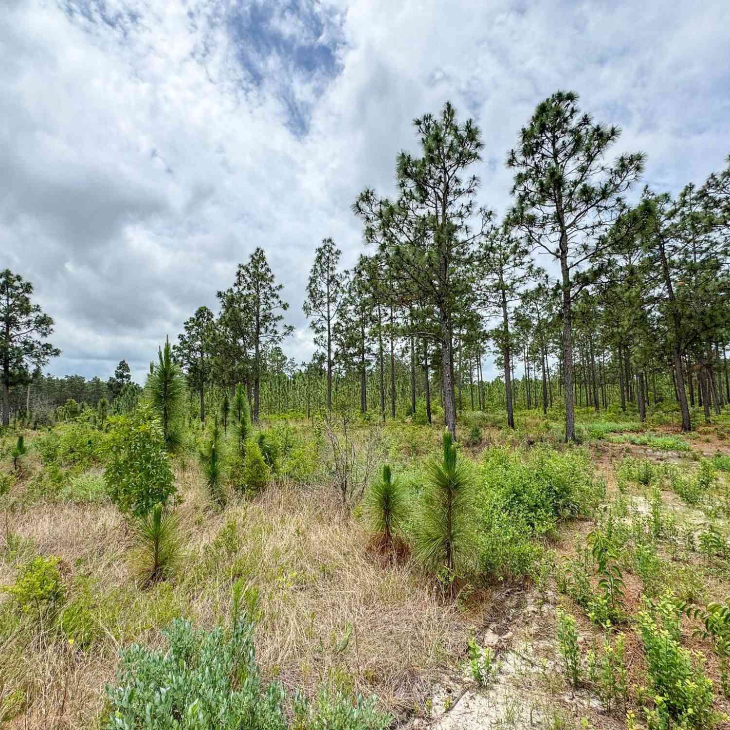 Vacant Land For Sale - Neely Wingard Road #LOT 12<br/> Lexington County, Gilbert, SC 29054