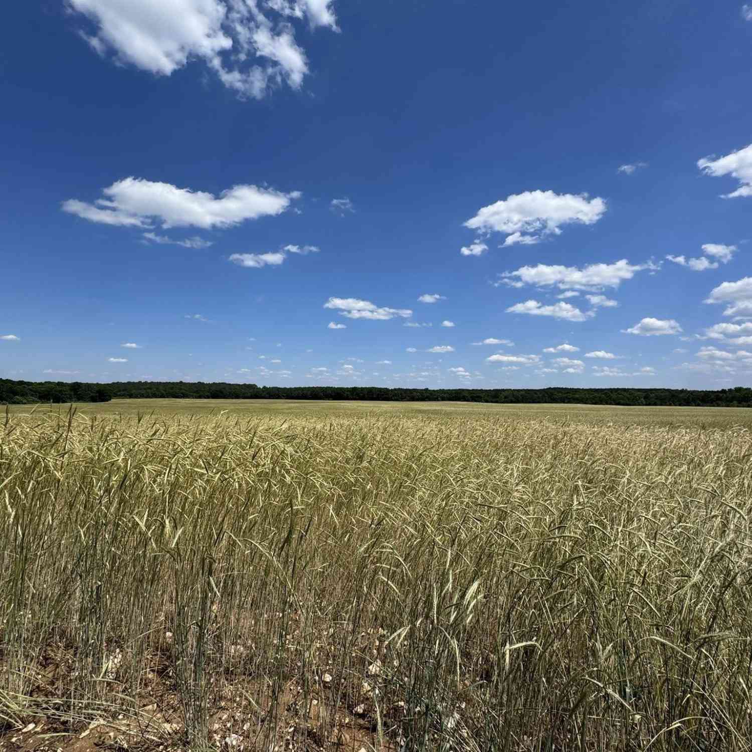 Vacant Land For Sale - Strait Road<br/> York County, Rock Hill, SC 29730