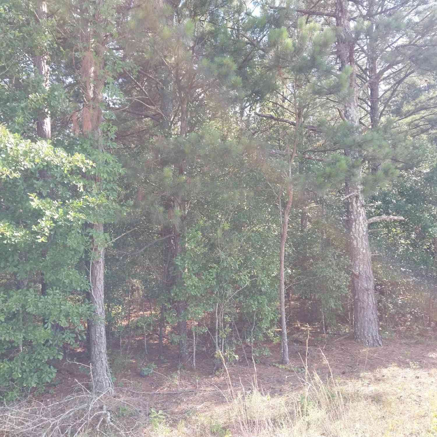 Vacant Land For Sale - 408 Sells Court<br/> Pelion, SC 29123