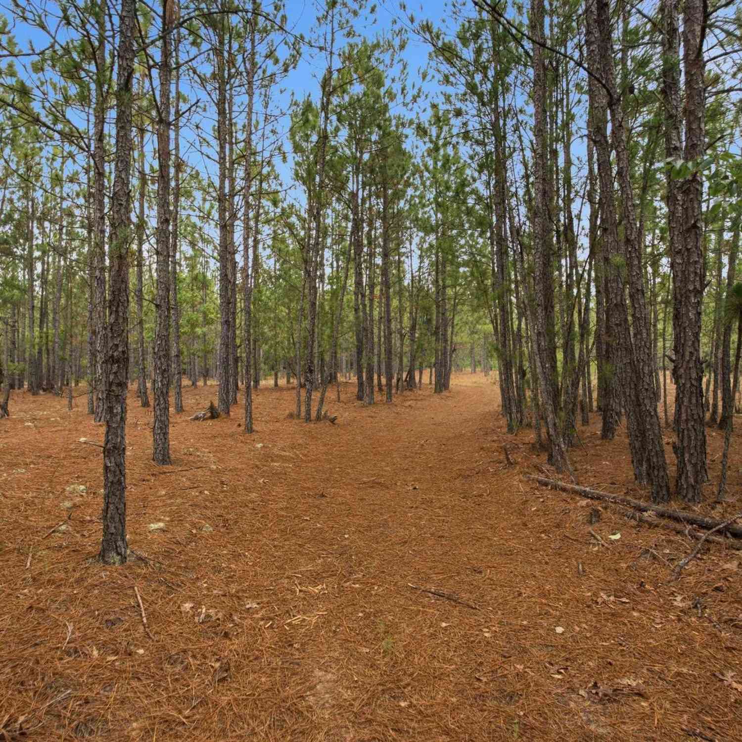 Vacant Land For Sale - 3390 Hunter Road<br/> Kershaw County, Kershaw, SC 29067