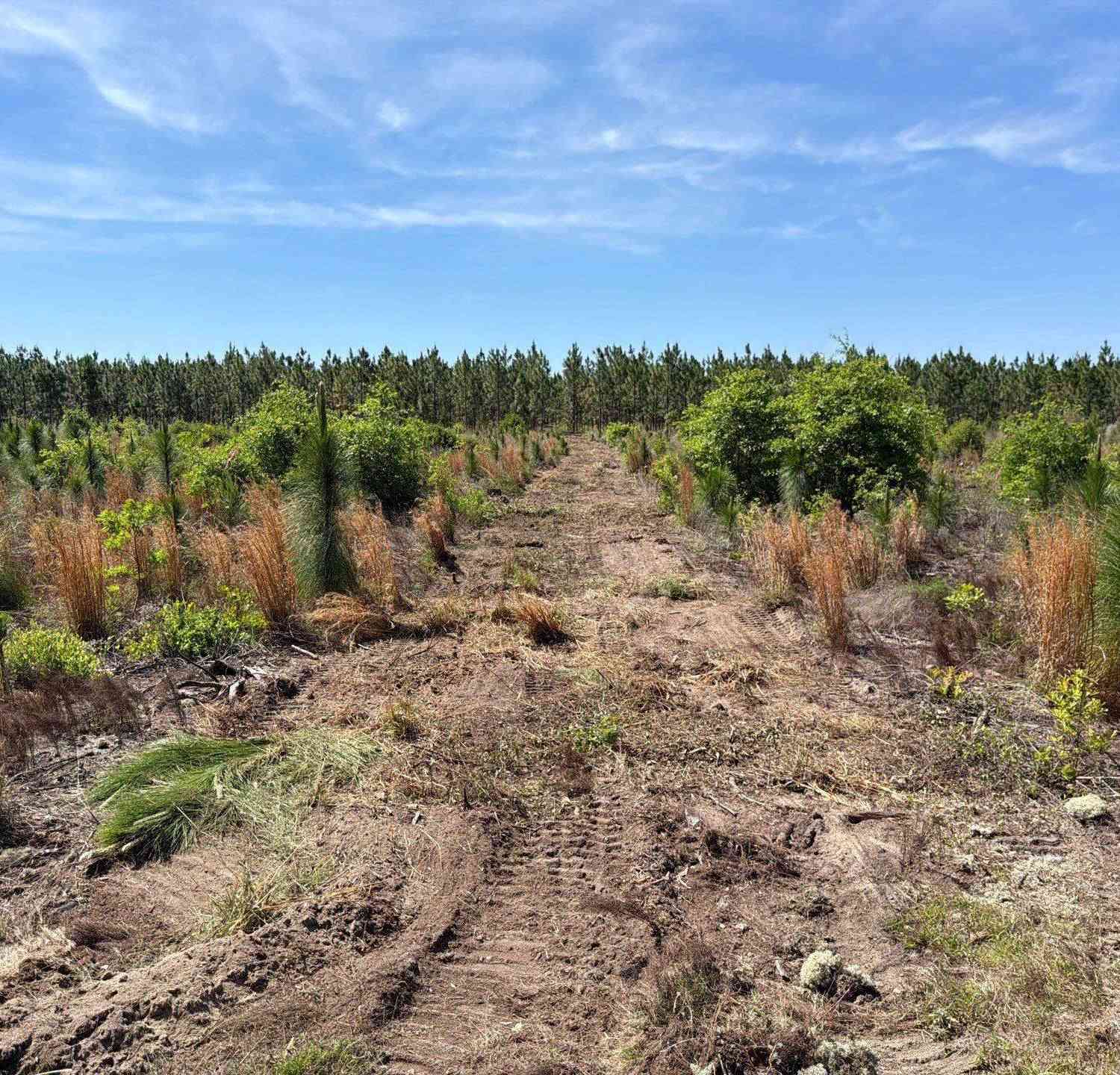 Vacant Land For Sale - HRF 5 Holstein Road<br/> Aiken County, Wagener, SC 29164