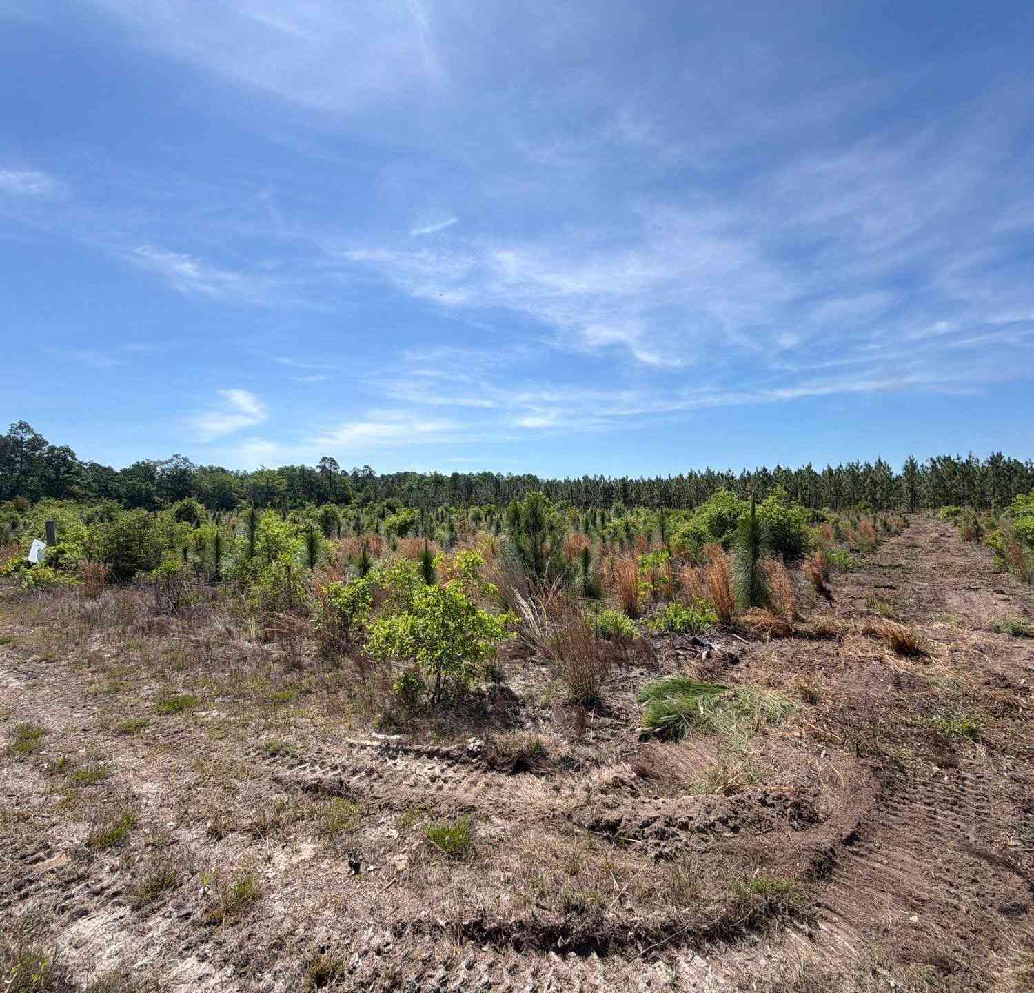 Vacant Land For Sale - HRF 6 Holstein Road<br/> Aiken County, Wagener, SC 29164