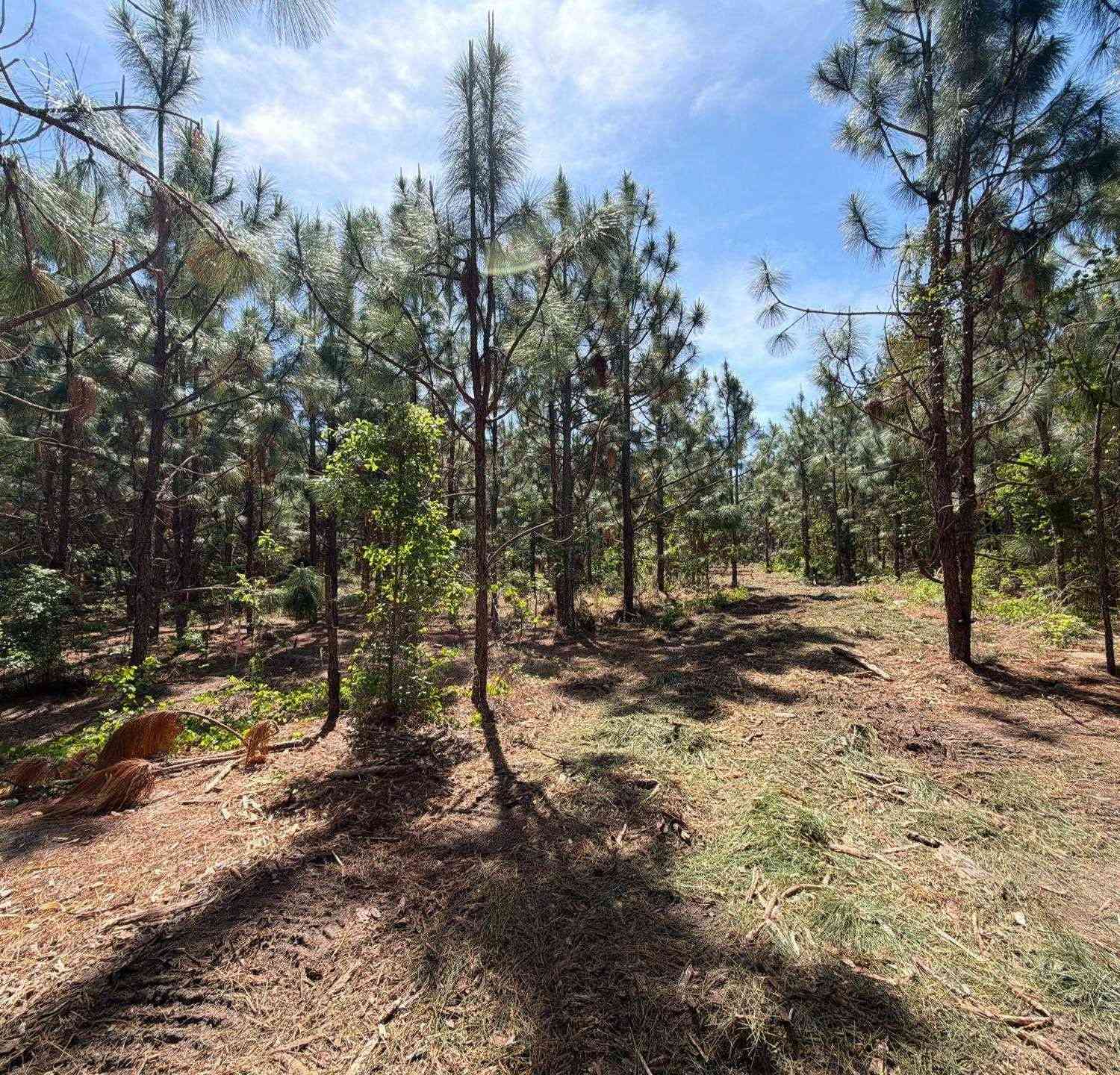 Vacant Land For Sale - HRF 7 Holstein Road<br/> Aiken County, Wagener, SC 29164