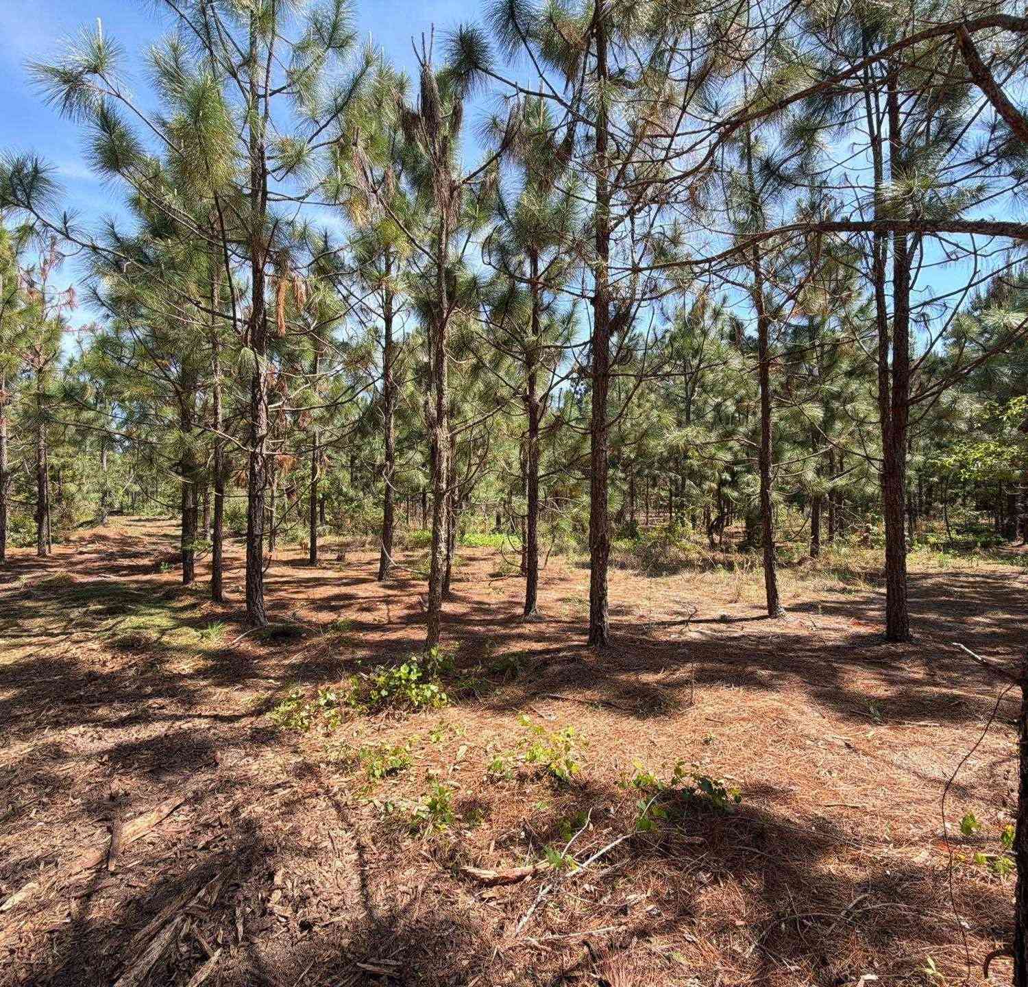 Vacant Land For Sale - HRF 8 Holstein Road<br/> Aiken County, Wagener, SC 29164