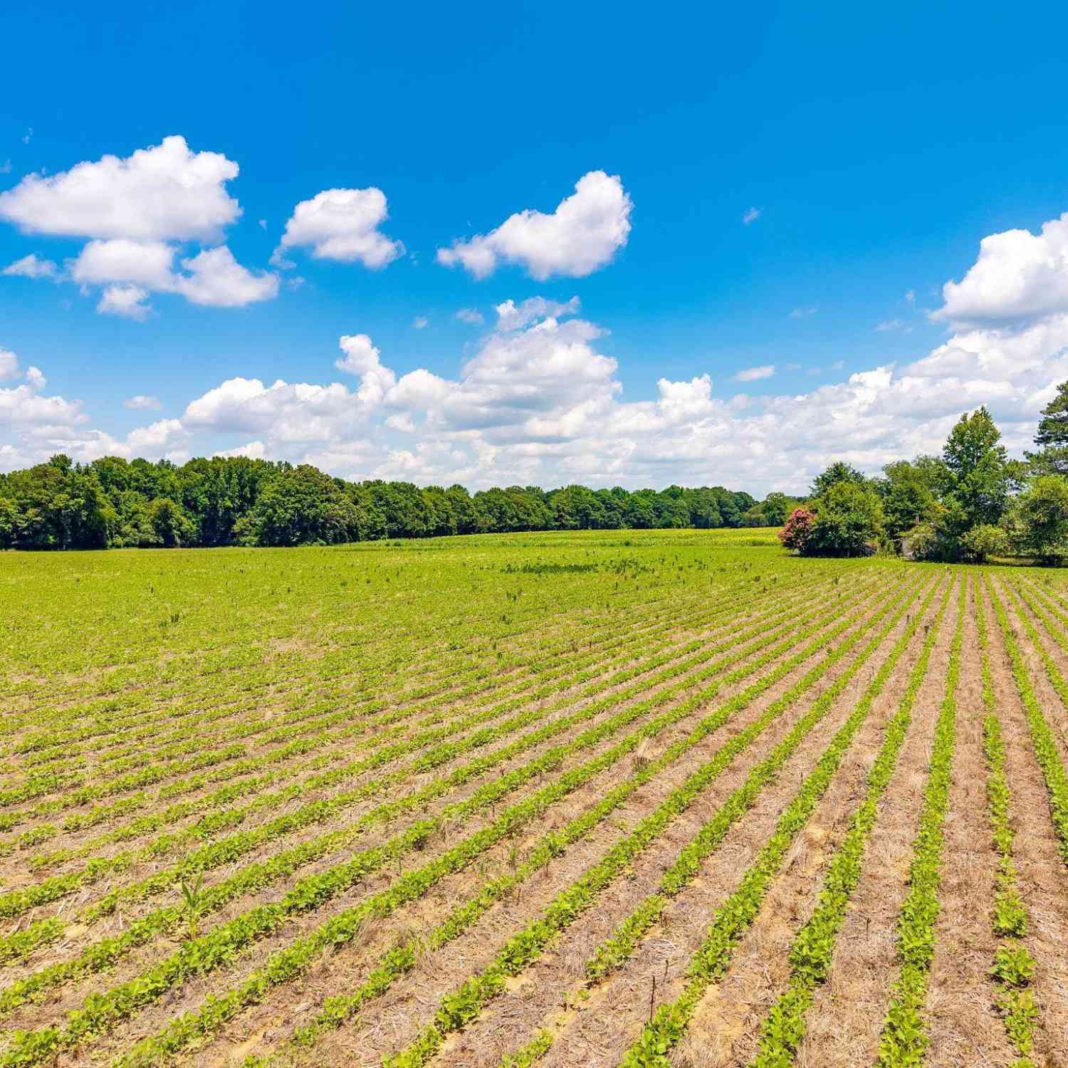 Vacant Land For Sale - 420 Windhamtown Road<br/> Lamar, SC 29069