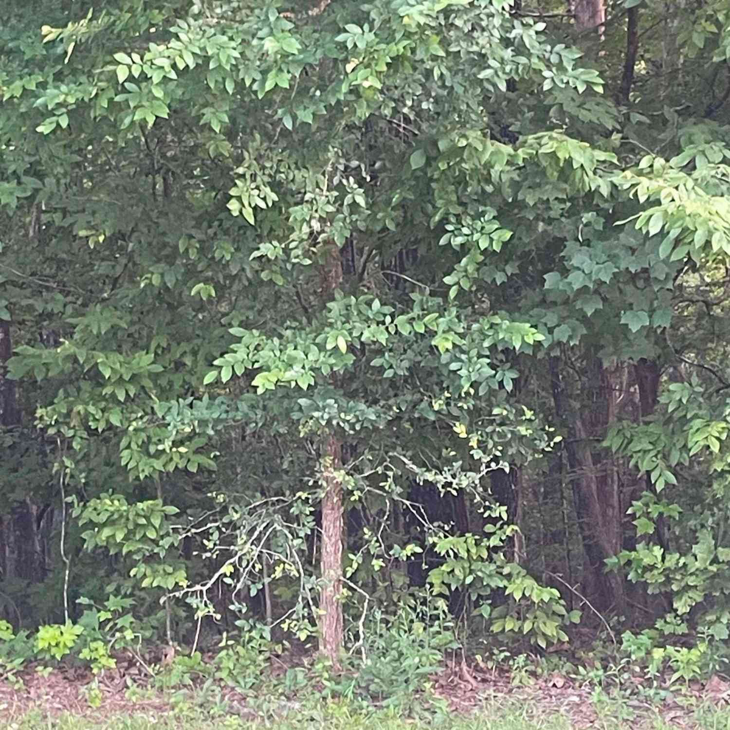 Vacant Land For Sale - 11 Otter Trail Court<br/> Richland County, Columbia, SC 29203