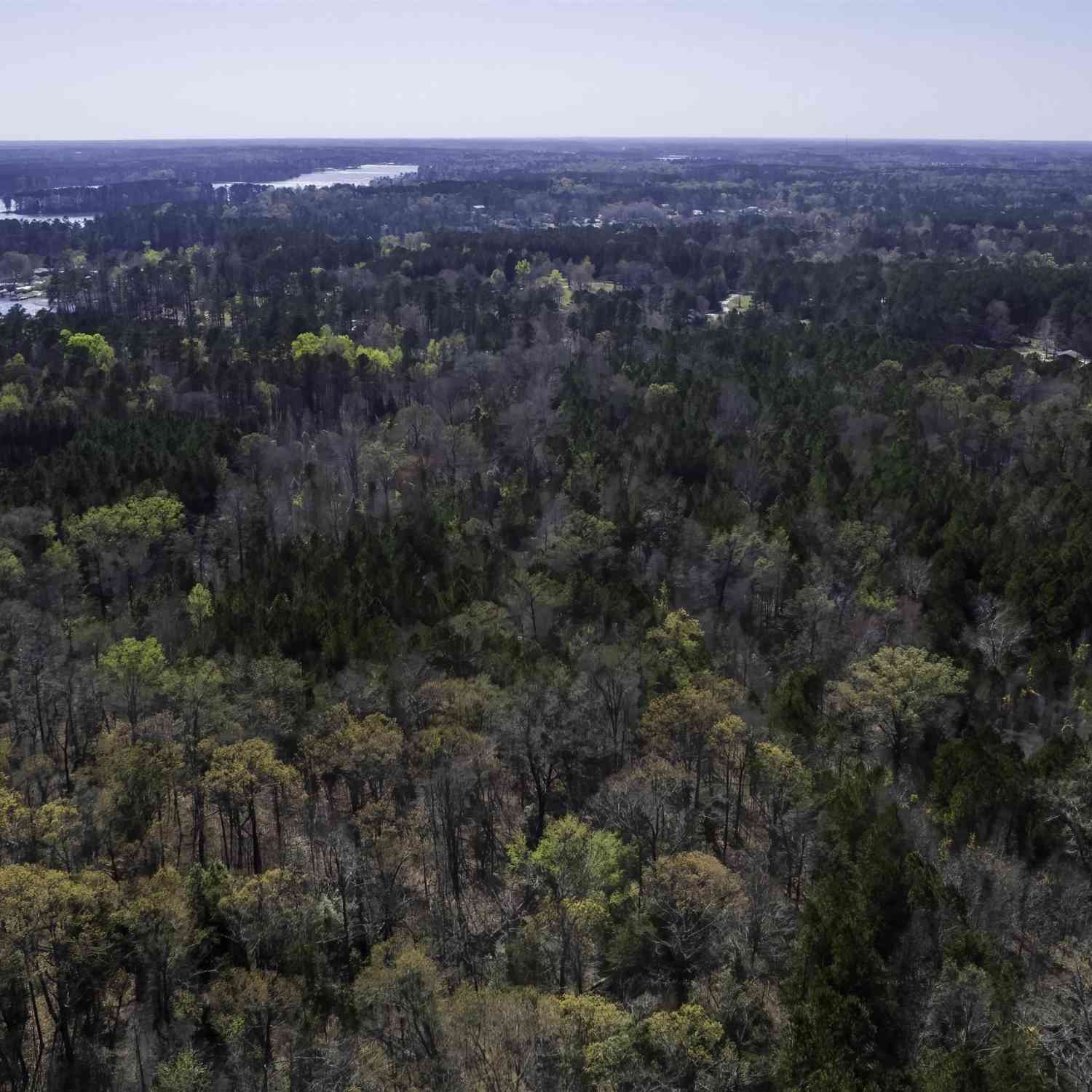 Vacant Land For Sale - 359 Holly Point Road<br/> Newberry County, Prosperity, SC 29127