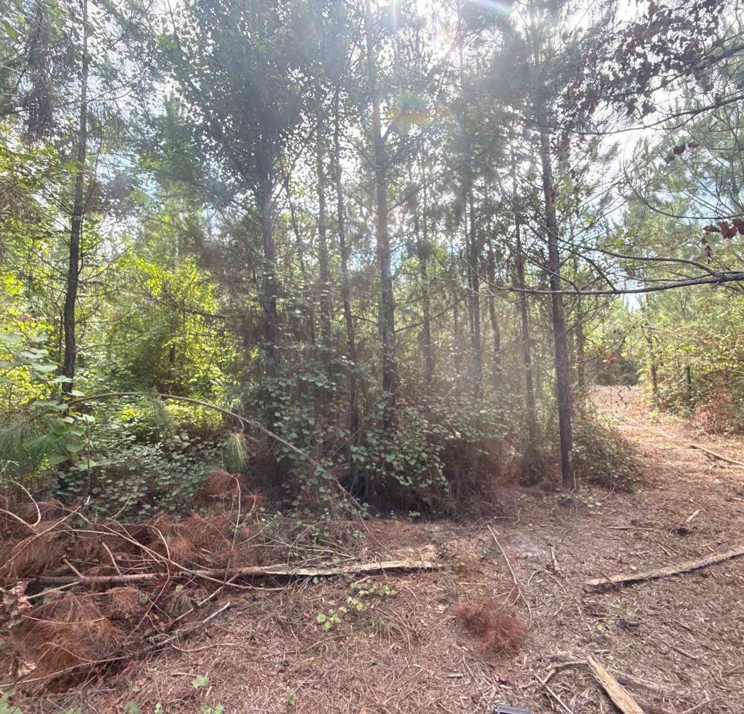 Vacant Land For Sale - MPF 2 State Rd S-28-31 Road<br/> Jefferson, SC 29718