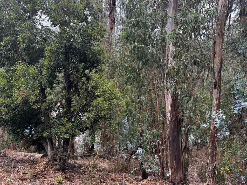 Vacant Land For Sale - 6587 Thornhill Drive<br/> Oakland, CA 94611