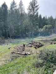 Vacant Land For Sale - 178 Bloomer Hill Rd<br/> Berry Creek, CA 95916