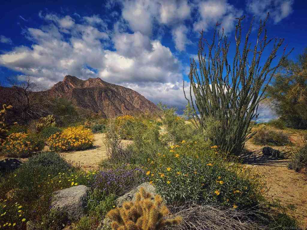 Vacant Land For Sale - Palm Canyon Dr.<br/> Borrego Springs, CA 92004