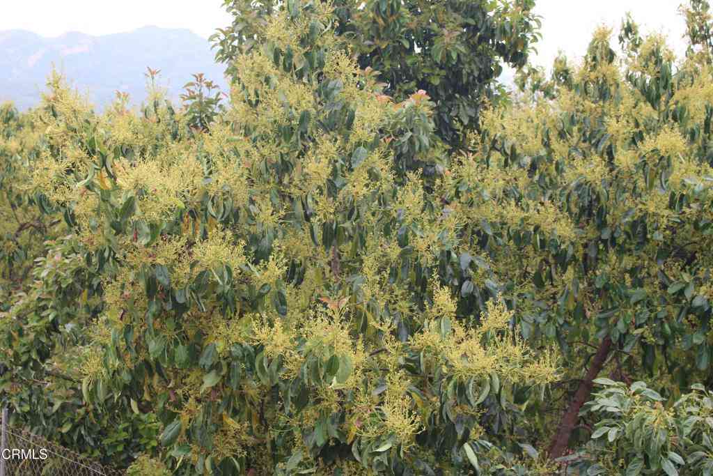 Vacant Land For Sale - Camulos Street<br/> Ventura County, Piru, CA 93040