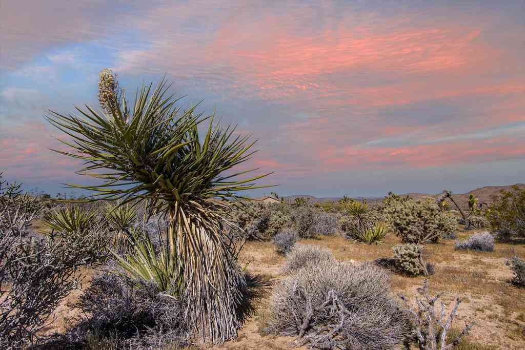 Vacant Land For Sale - 102 Saddleback Road<br/> Joshua Tree, CA 92252
