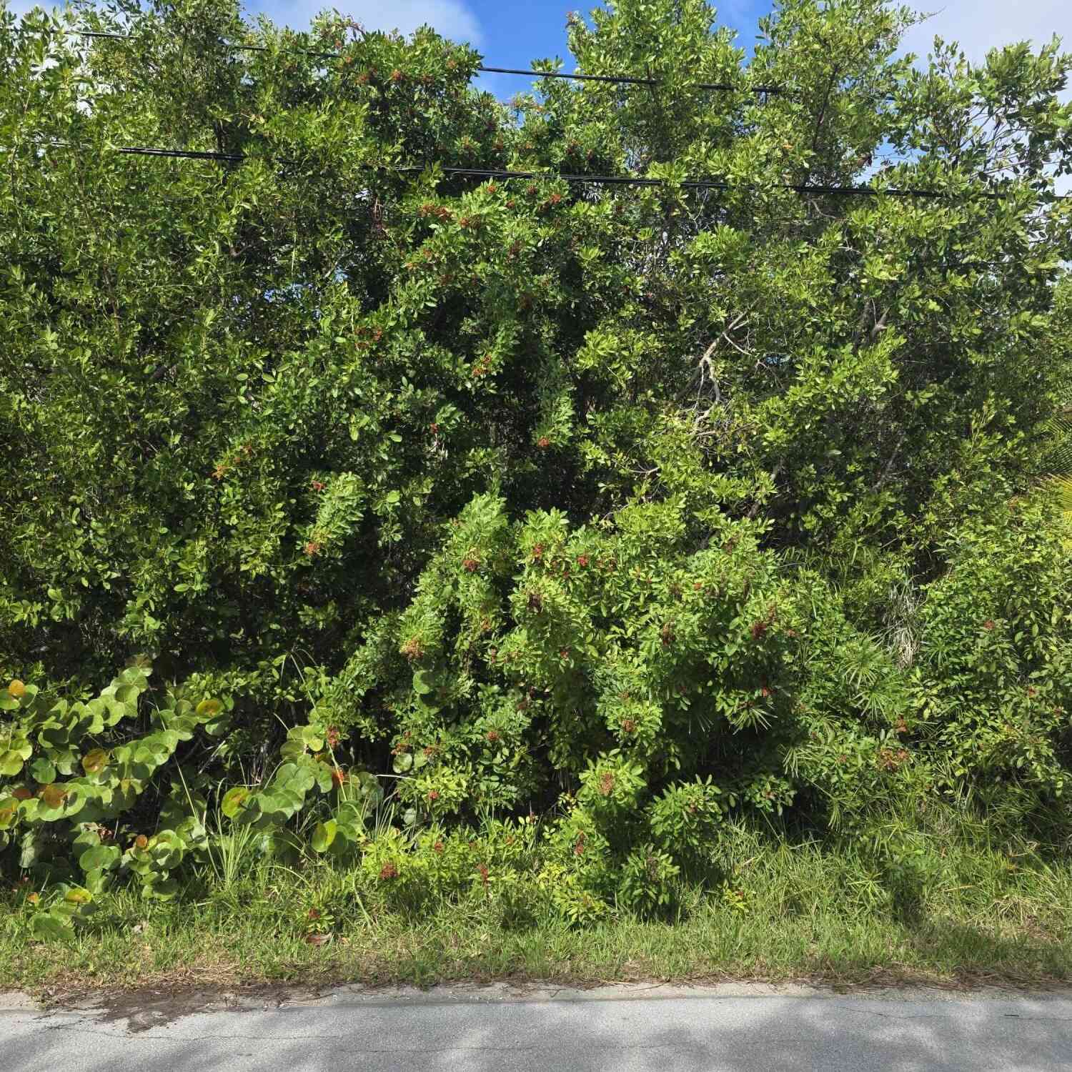 Vacant Land For Sale - LOT 6 Date Palm Drive DRIVE<br/> Monroe County, Sugarloaf Key, FL 33042
