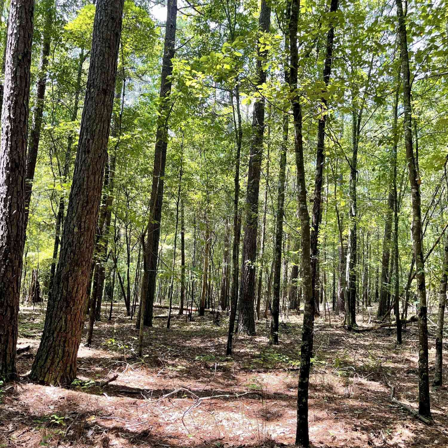 Vacant Land For Sale - Welcome To Arnco Road<br/> Newnan, GA 30263