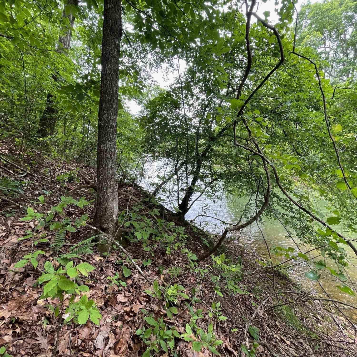 Vacant Land For Sale - LOT 1682 Point Road<br/> Westminster, SC 29693