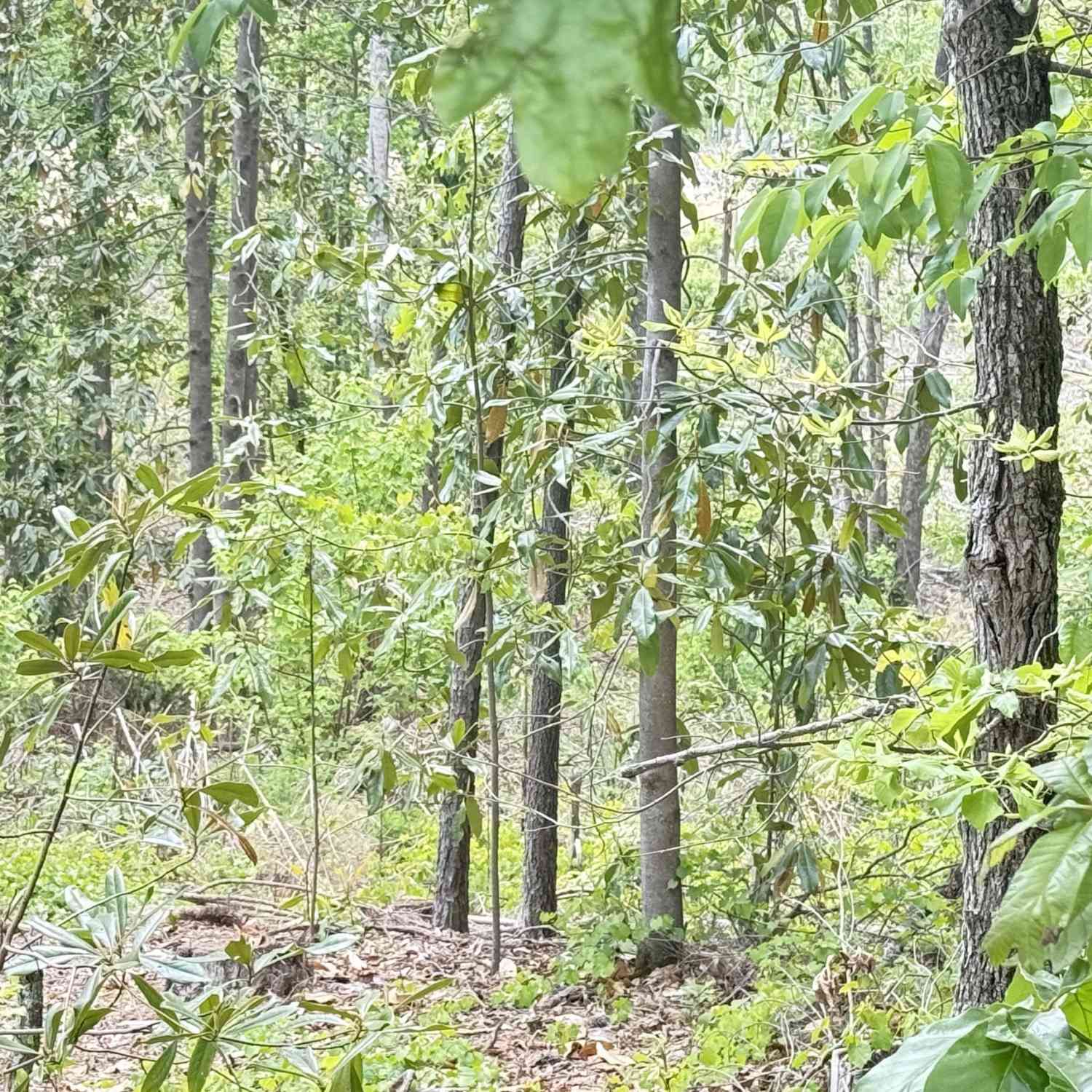 Vacant Land For Sale - Hulseytown Road<br/> Dallas, GA 30157