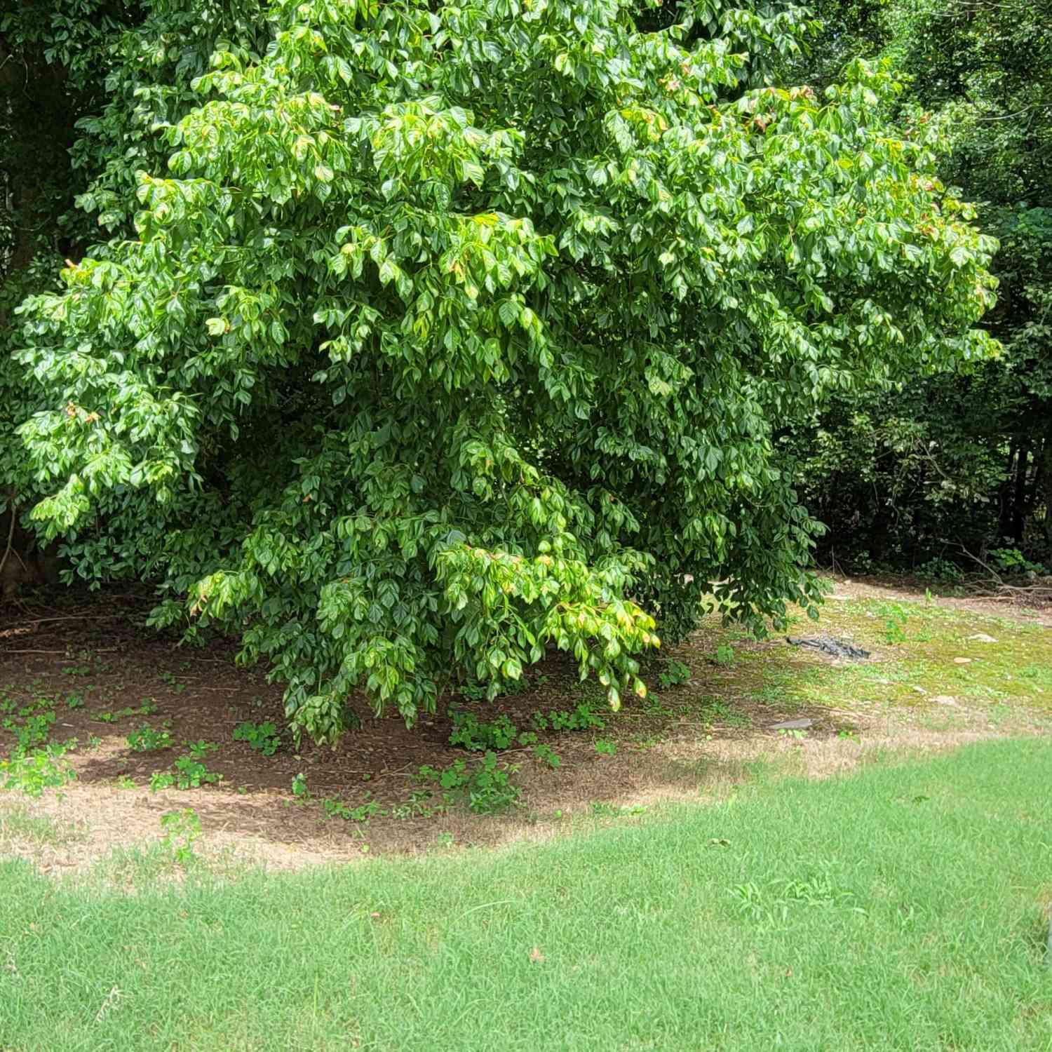 Vacant Land For Sale - 1657 Karsyn Lane<br/> Douglas County, Lithia Springs, GA 30122