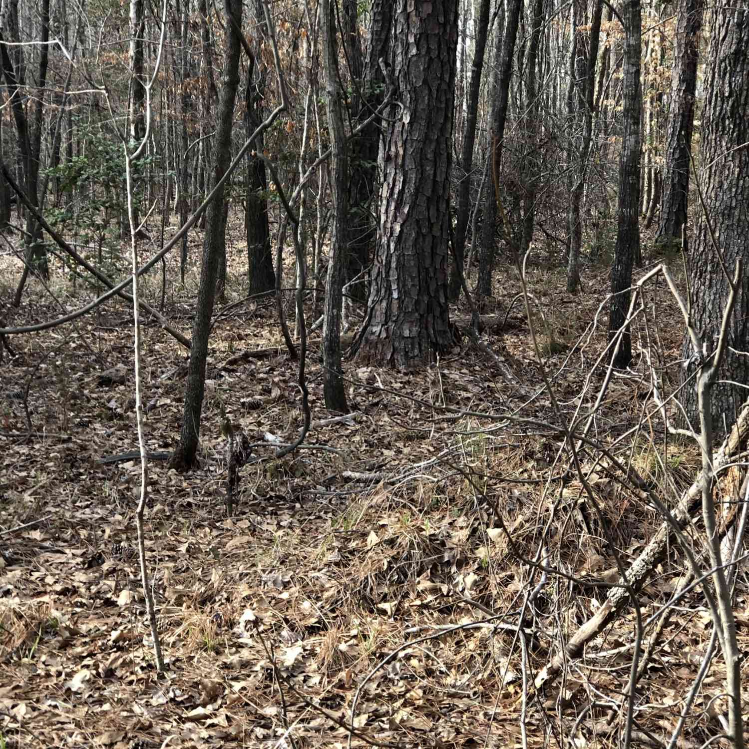 Vacant Land For Sale - 438 Lake Laurel Road<br/> Baldwin County, Milledgeville, GA 31061