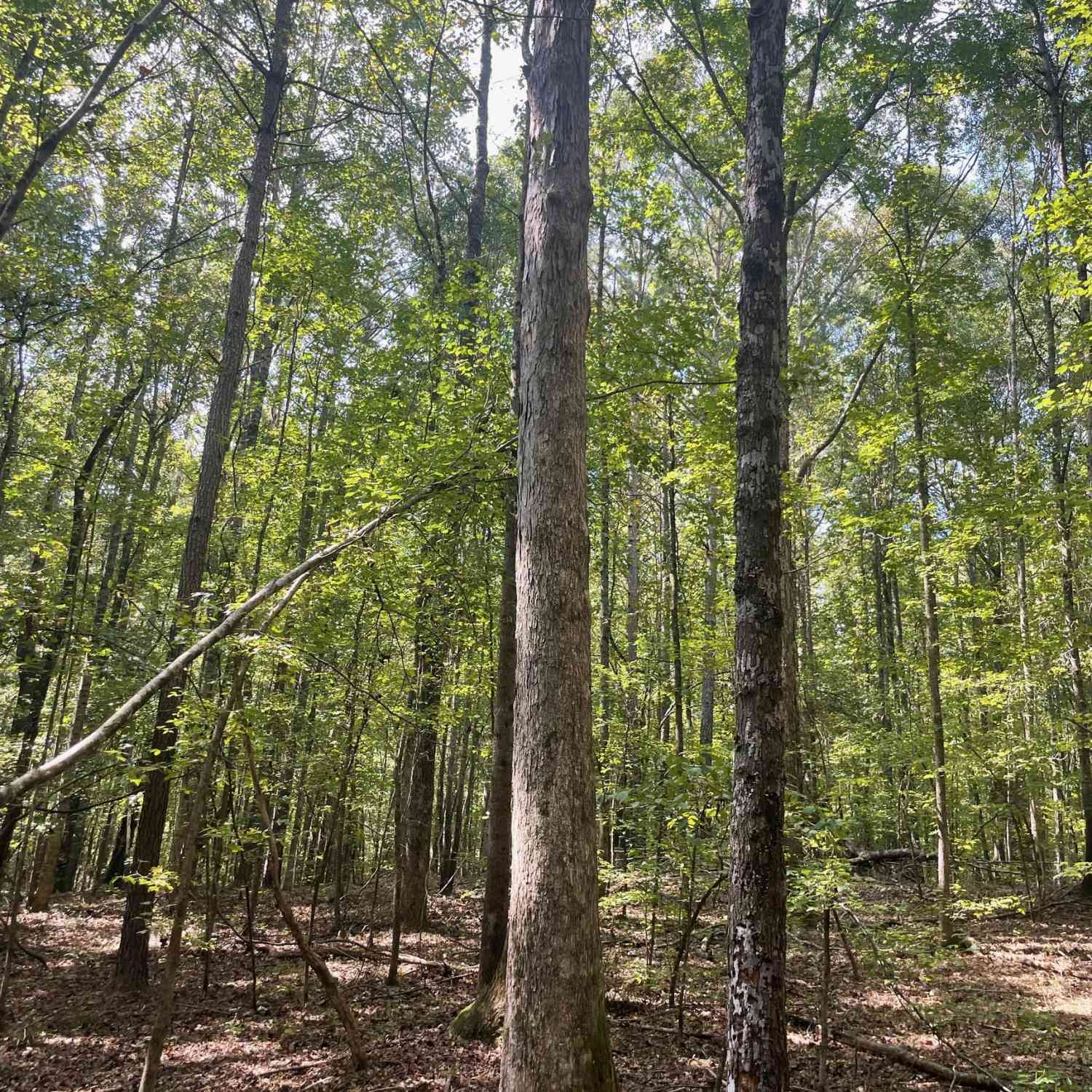 Vacant Land For Sale - Elder Road<br/> Griffin, GA 30223